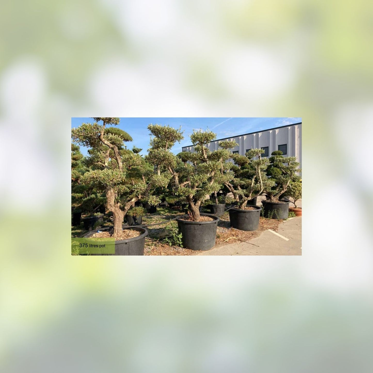 Bonsai Olive Tree Seeds 10 Pack | Olea europaea | Indoor & Outdoor Growing | Perfect for Bonsai Cultivation