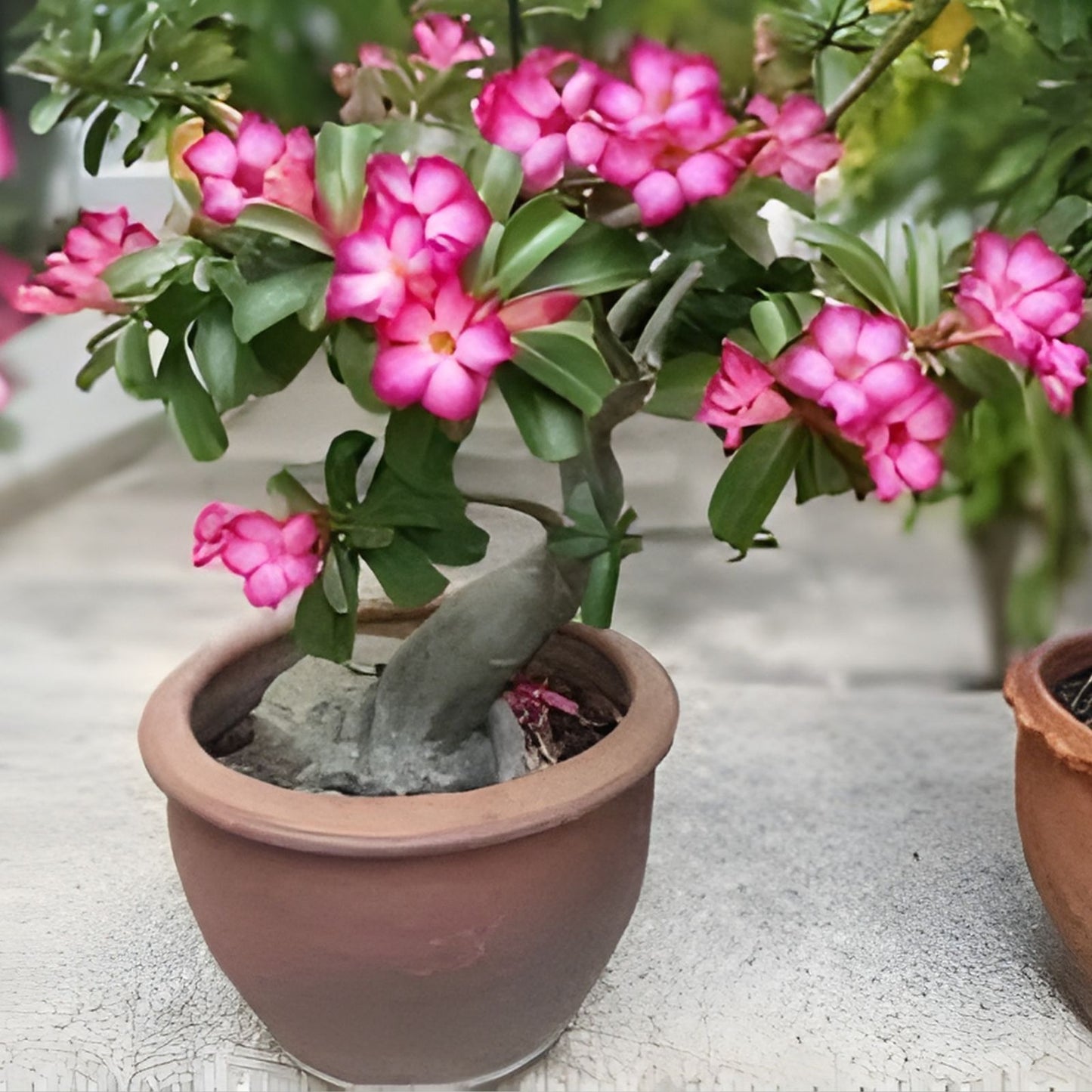 Adenium obesum 'Merrylynn's Pink' Rare Succulent in 2,5" Pot - Pink Flowering Desert Rose Plant