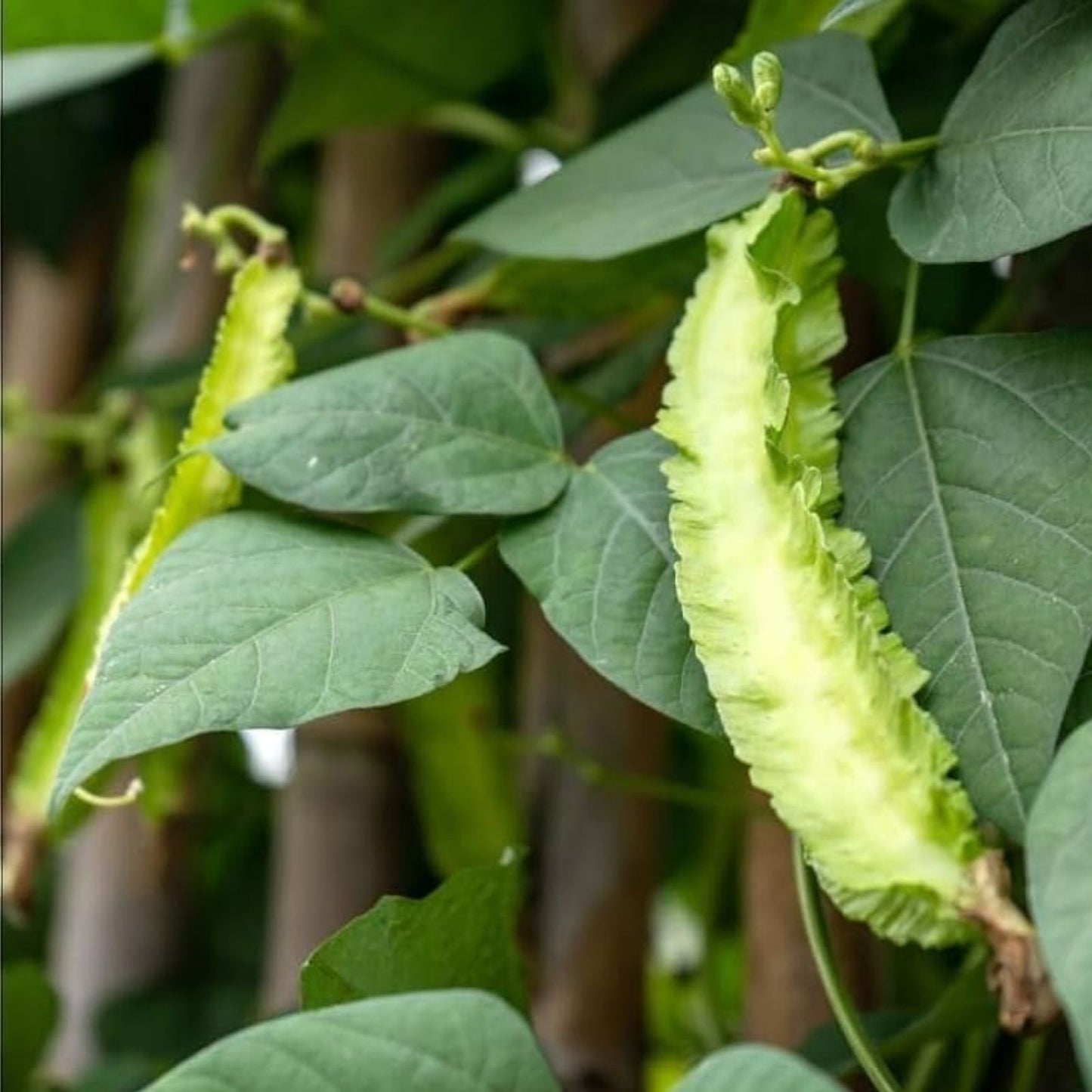 Wing Bean Seeds 20 Pack - Easy to Grow Exotic Asian Variety Psophocarpus tetragonolobus