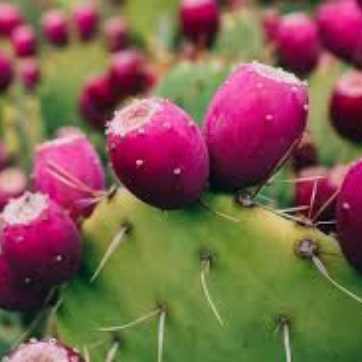 Miniature Prickly Pear Cactus - Rooted Opuntia Succulent - Easy Care Indoor Plant - Desert Plant, Drought Tolerant, Live Cactus