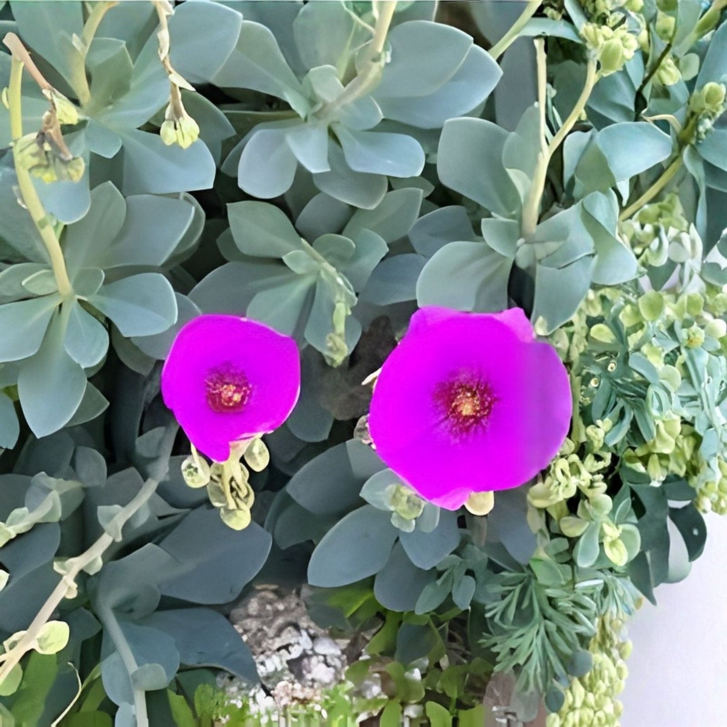 Rock Purslane Cuttings - 6 Magenta Purple Bloom - Calandrinia Spectabilis Succulent Plant Propagation