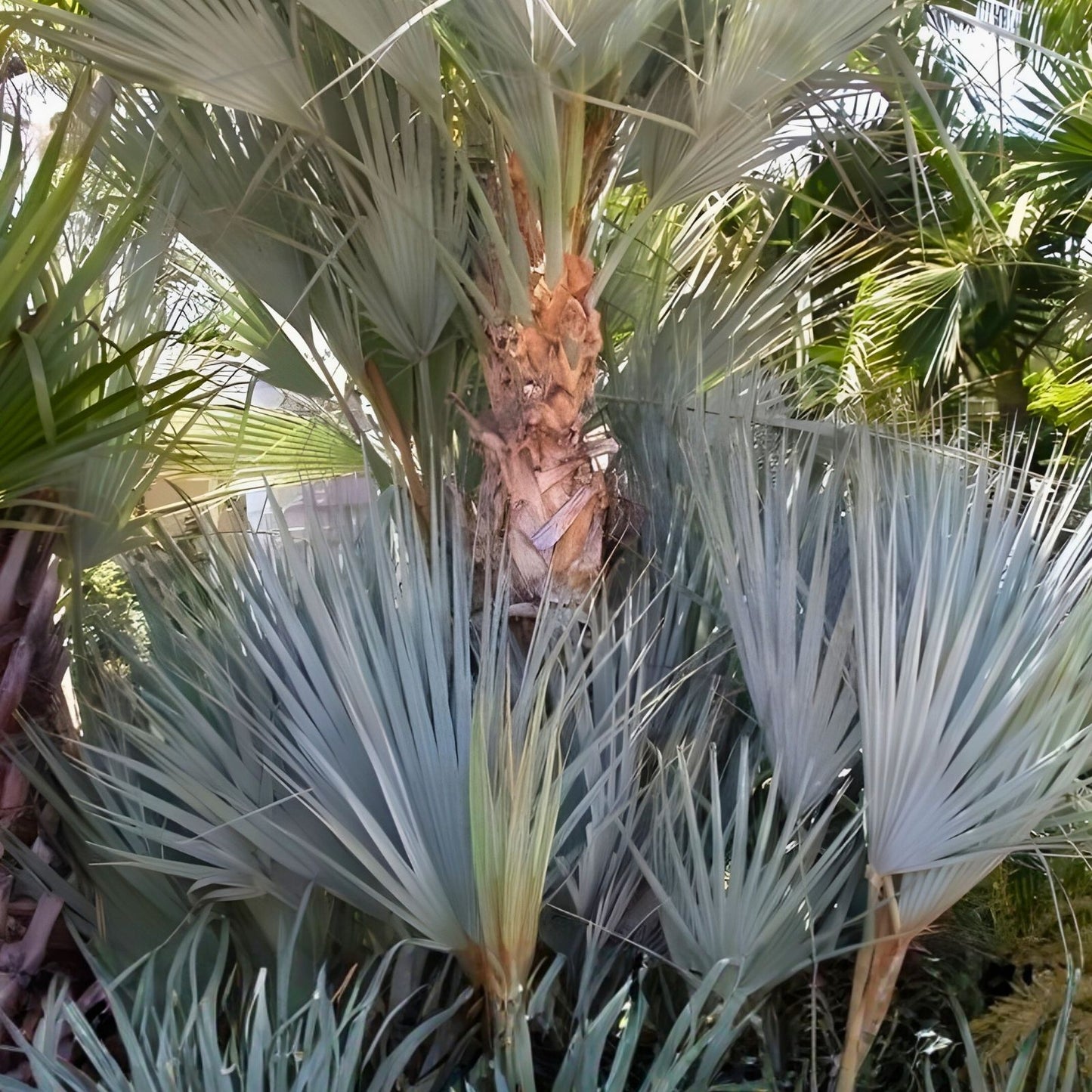 Mazari Palm Seeds 8 Count, Nannorrhops Ritchiana, Drought & Cold Tolerant, Landscaping, Heat Resistant, Desert Plant Seeds