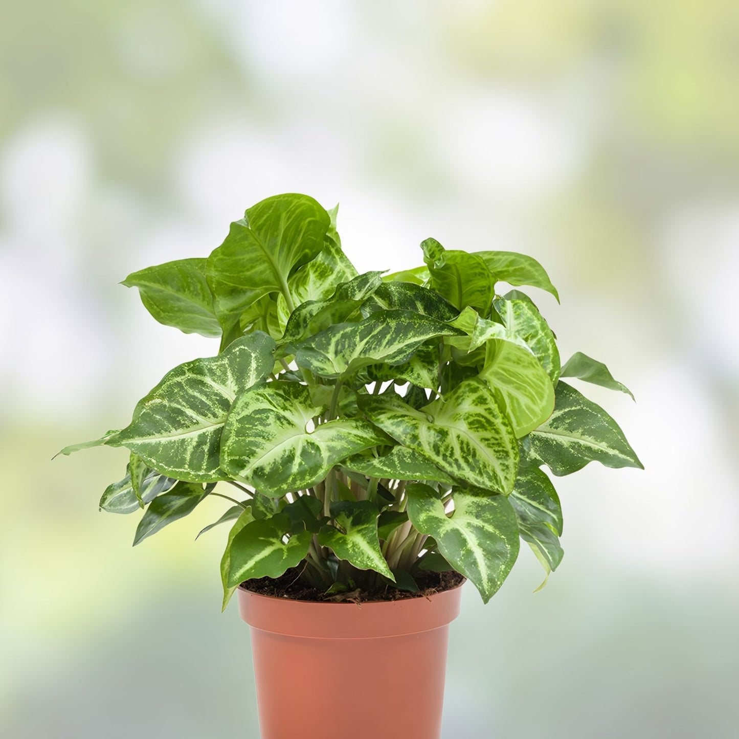 Syngonium Podophyllum Cutting - Rooted Arrowhead Plant - Healthy Indoor Houseplant - Greenery for Home and Office