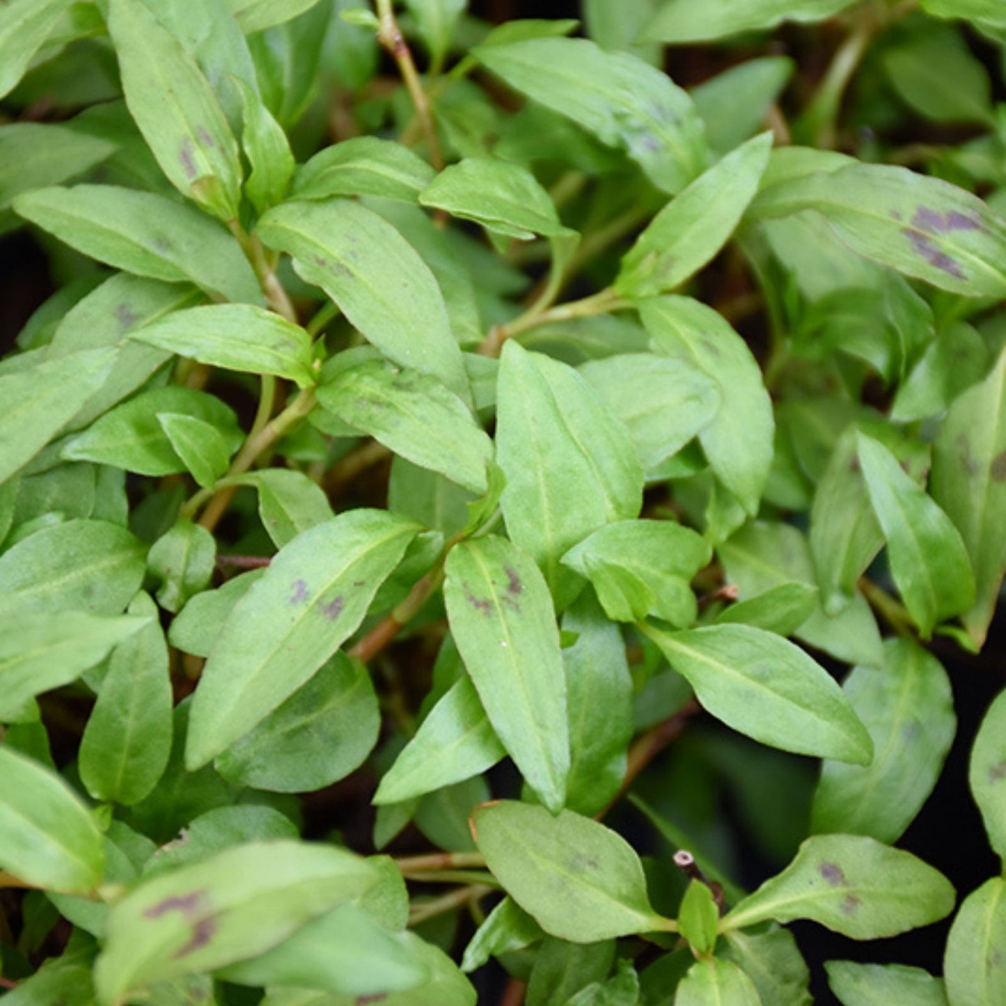 Live Vietnamese Coriander Plants, 4-5 inch rooted herbs, Rau Ram, Persicaria odorata, fresh culinary herb for cooking
