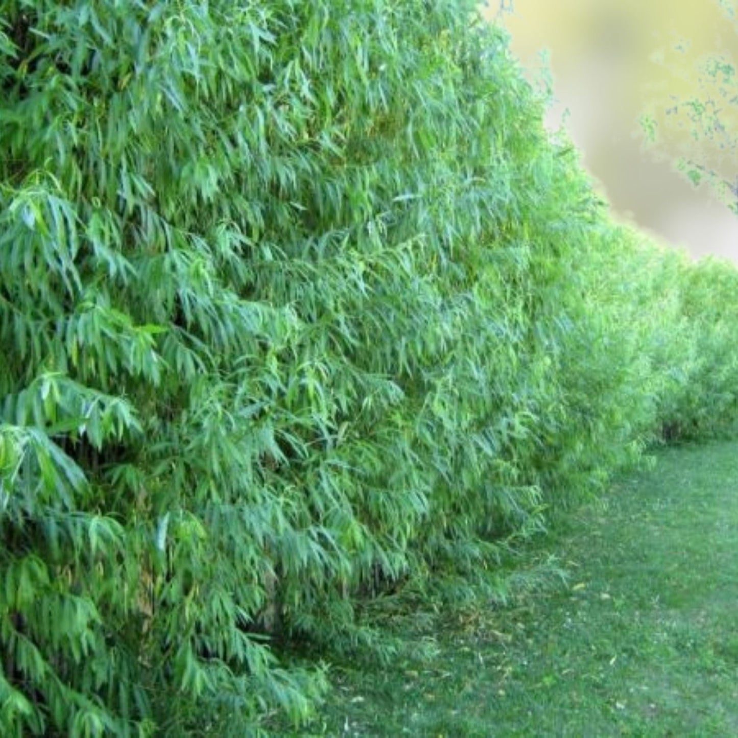 Black Weeping Willow Cuttings - Salix Nigra Rooted Trees for Pre-Bonsai - Live Plant for Gardening and Landscaping