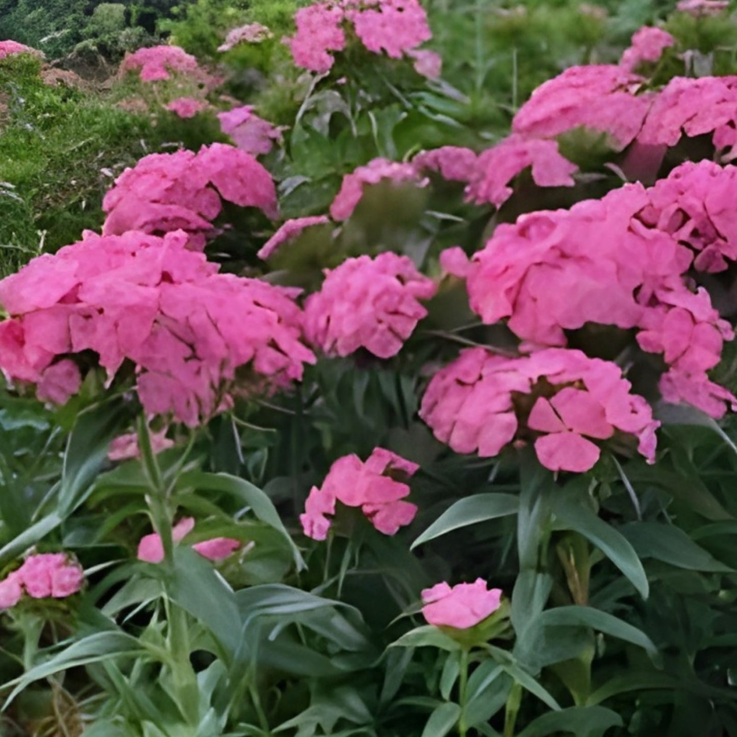 Rose Unrooted Cuttings - Cottage Sweet Williams Dianthus barbatus, 3 Cuttings, 5-7” Long, Garden Flower, Perennial Plant