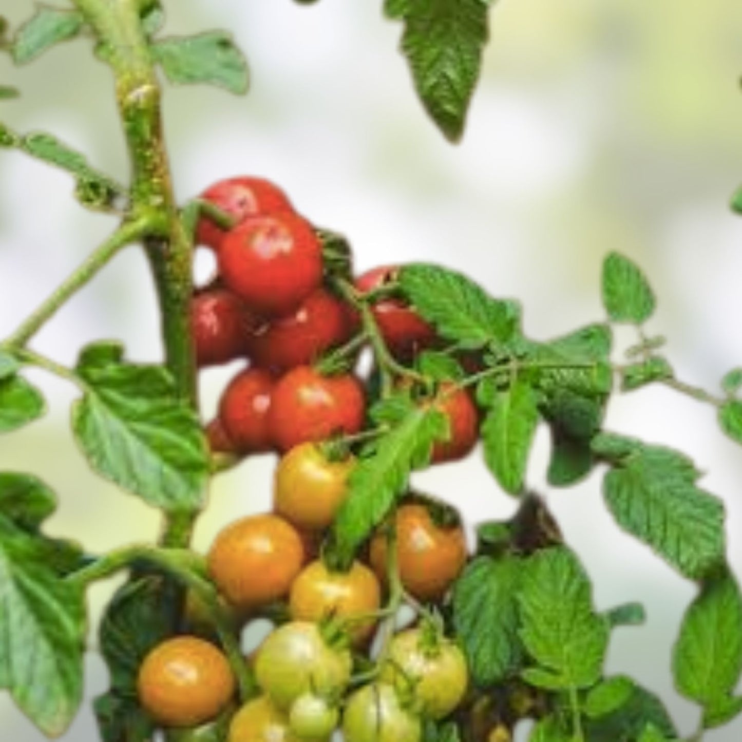 Red Cherry Tomato Seeds 100 Organic Non-GMO Heirloom Variety for Home Gardening