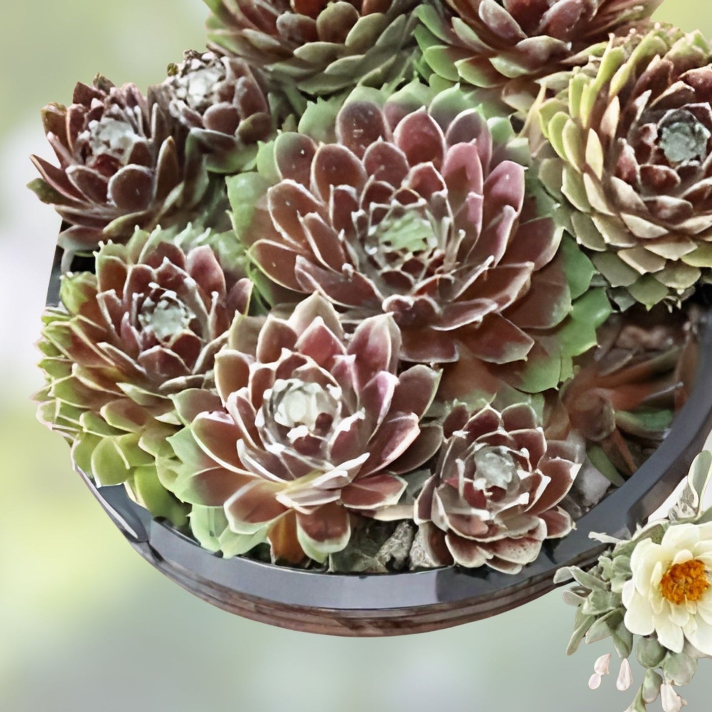 Hen's and Chick's Succulent Seeds - 200 Seeds - Hardy Perennial Sempervivum spp. - Easy Grow Ground Cover Plant