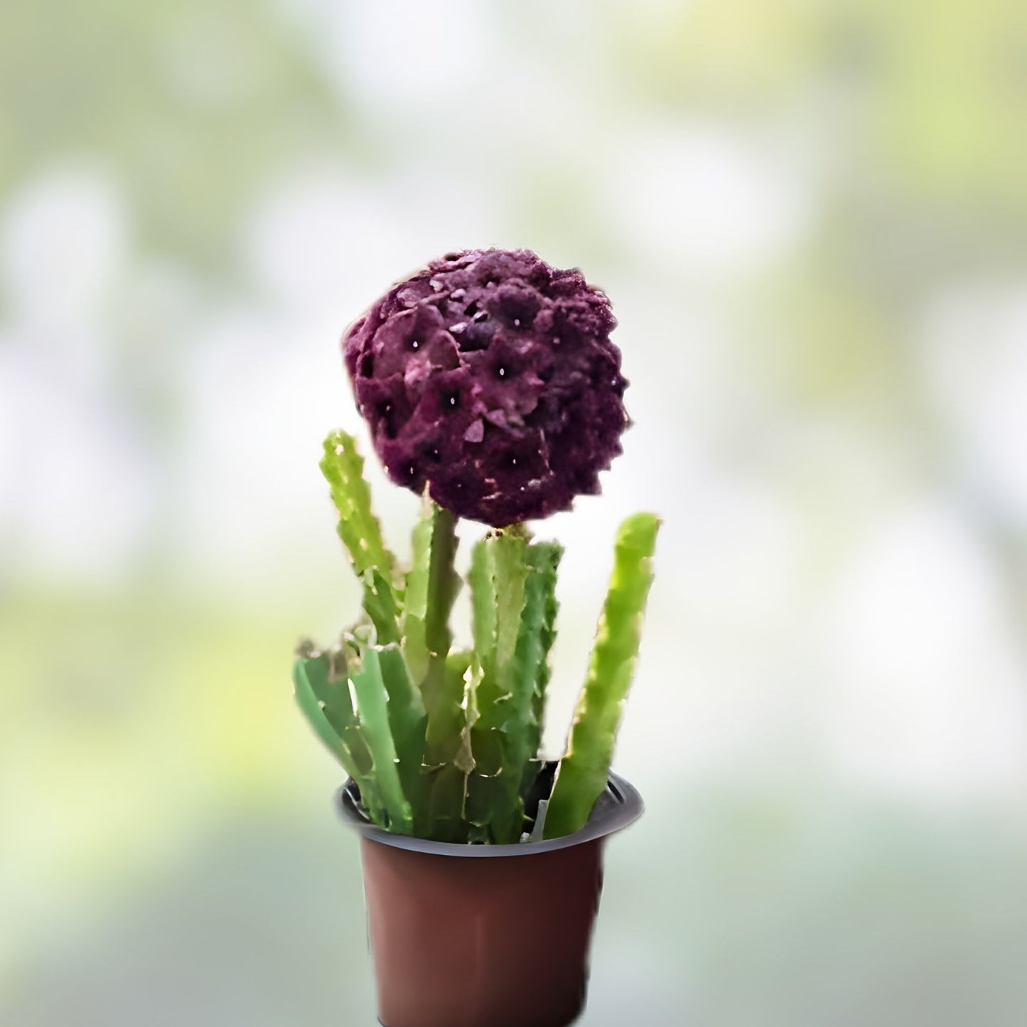 Caralluma Umbellata Potted Plant – 3.5" Rare Succulent, Well Rooted, Healthy Green Growth for Indoor Gardening