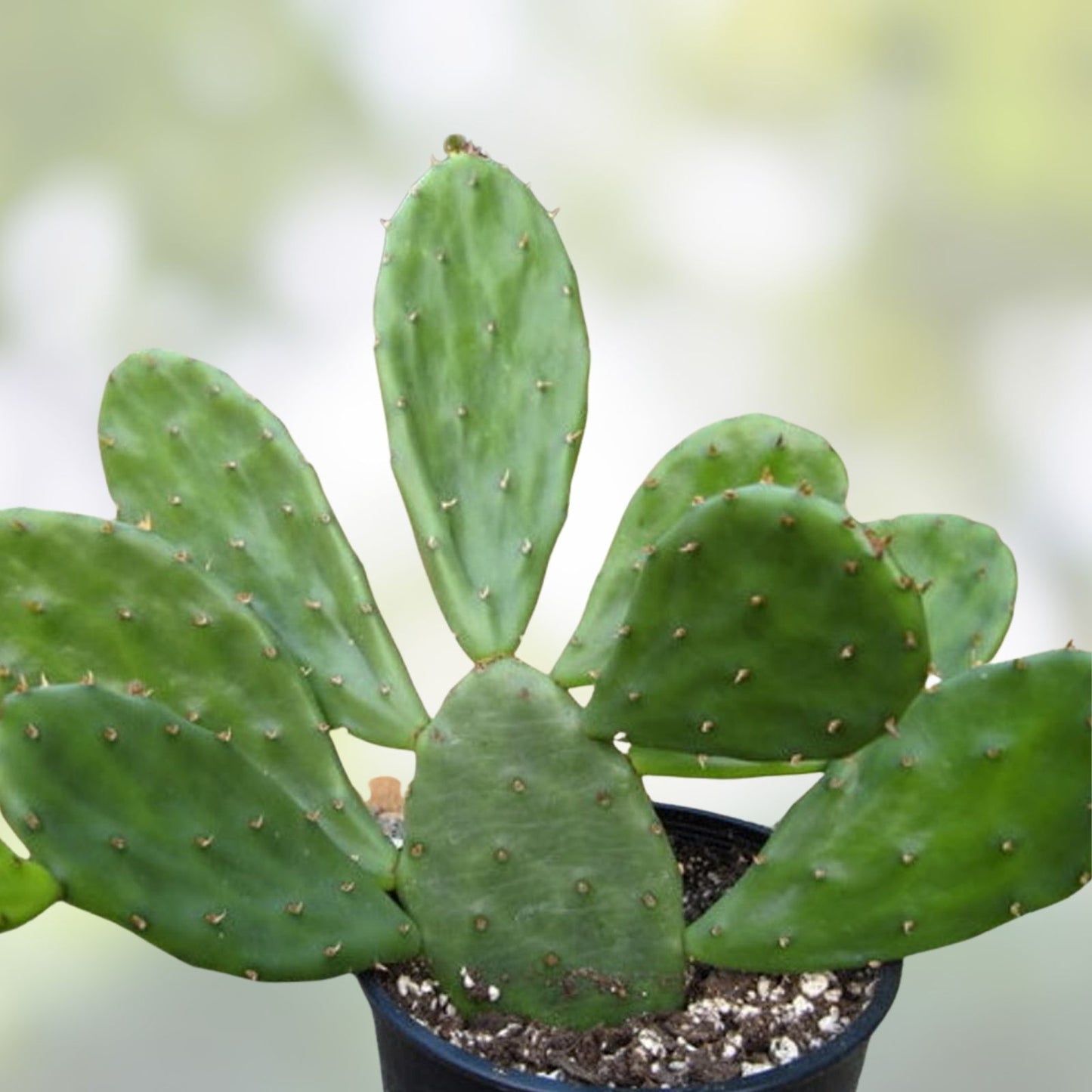Opuntia Lubrica Prickly Pear Cactus Pad Segment Cutting - Live Succulent Plant for Drought-Tolerant Gardening
