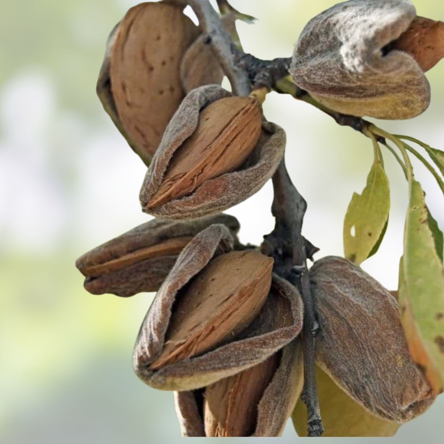 Almond Tree Seeds - Organic Non-GMO Prunus dulcis for Gardening and Growing Almond Trees