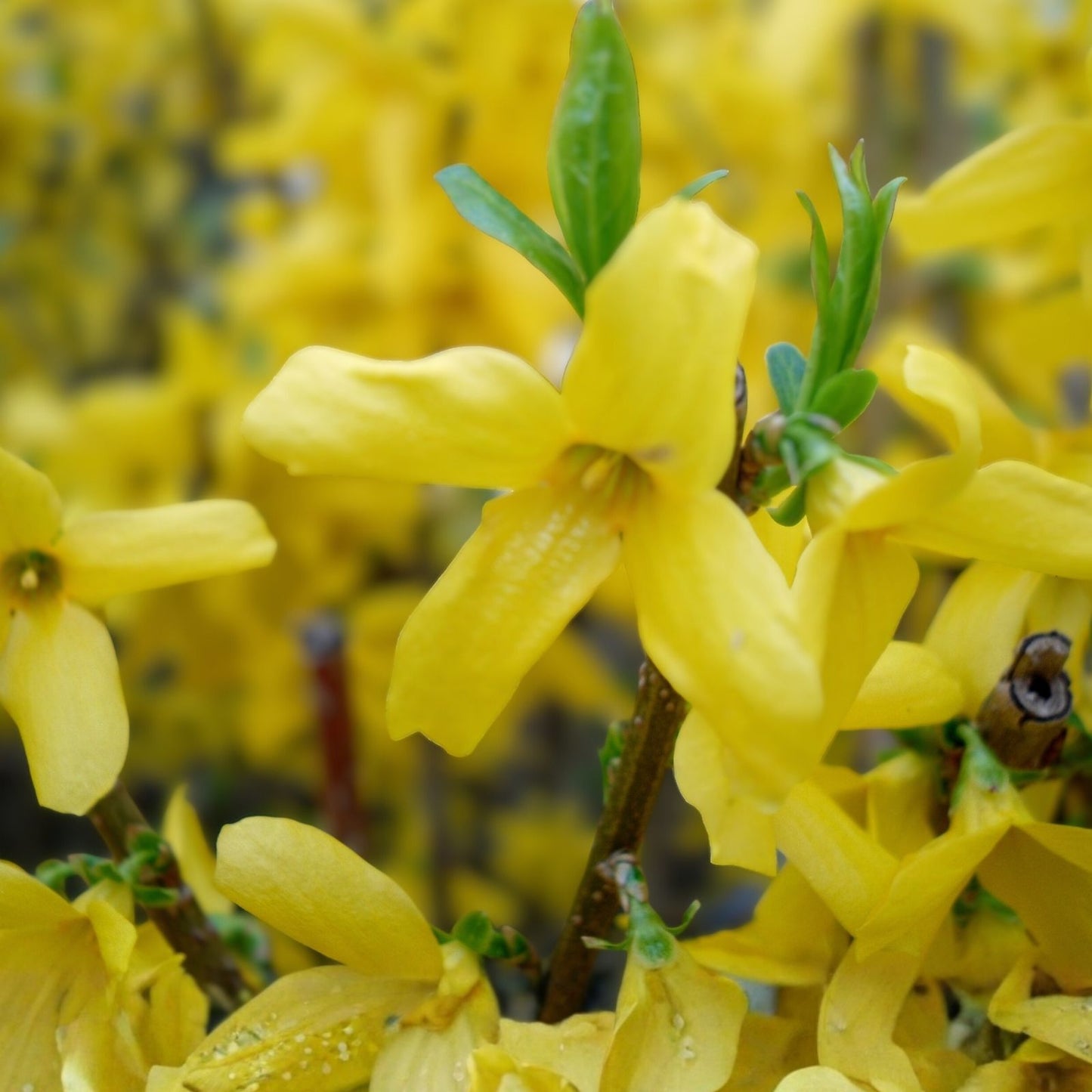 Forsythia Cuttings for Rooting – 8 Unrooted Perennial Plant Clippings – Forsythia spp, Spring Blooming Garden Plant