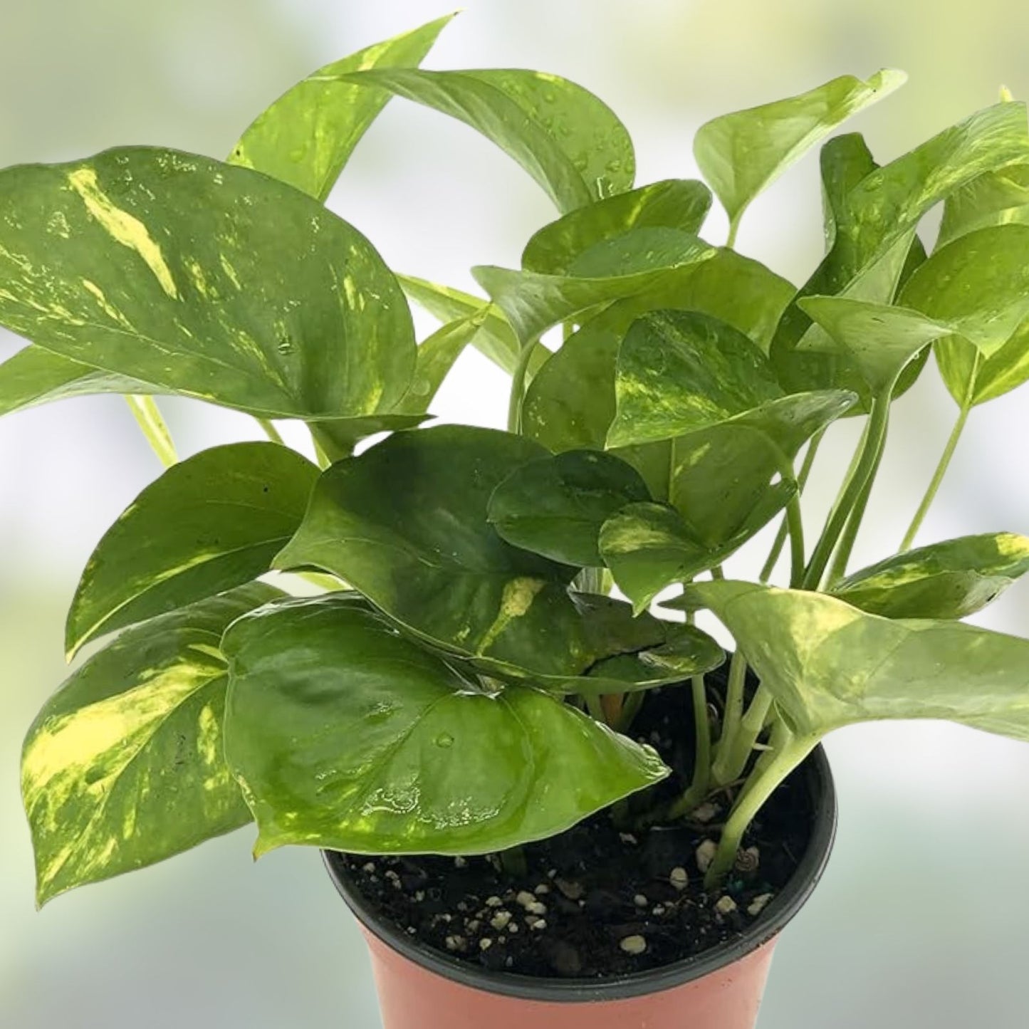 Rooted Green Pothos Cuttings - Epipremnum aureum - Easy Care Indoor Houseplant for Decor