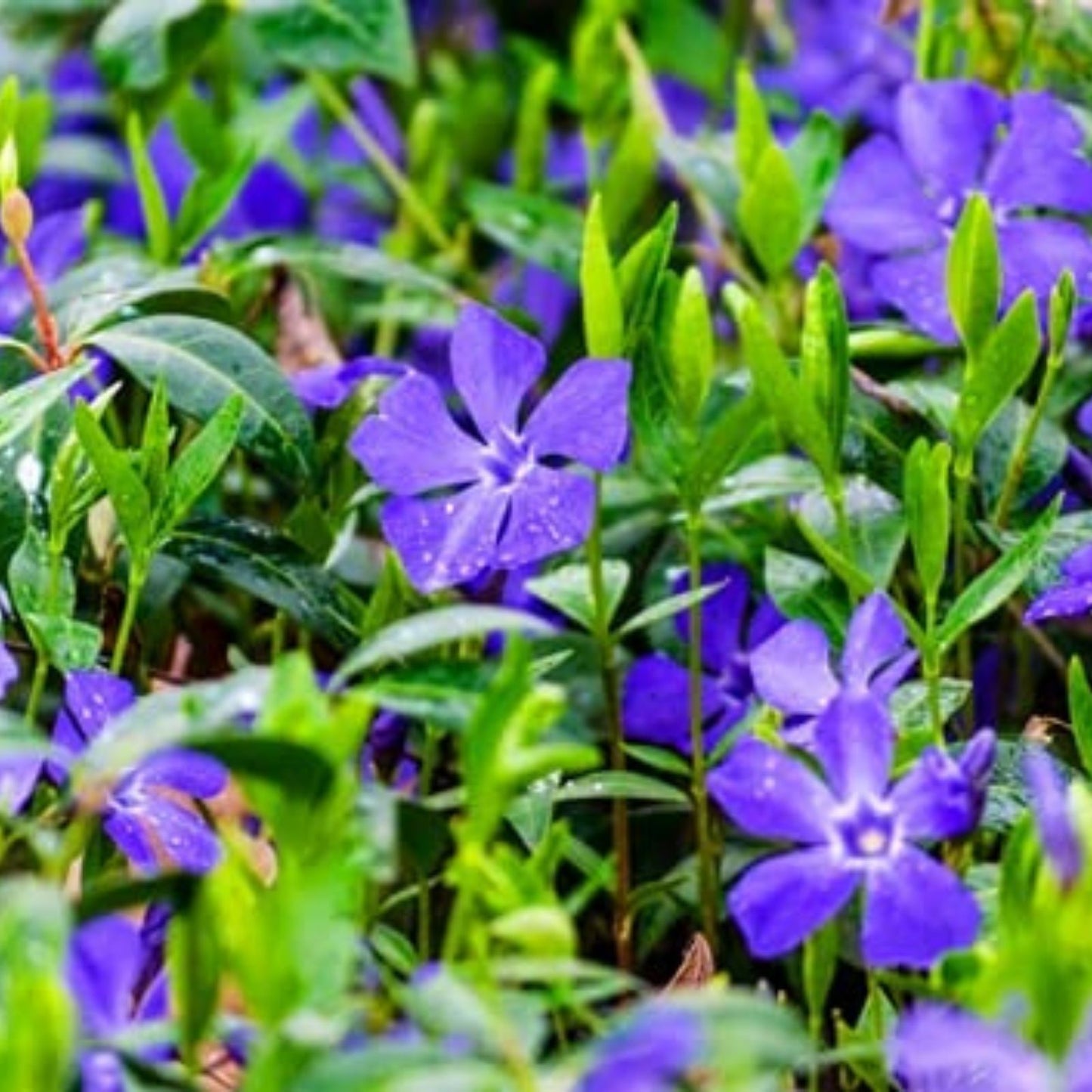 Periwinkle Ground Cover Live Plants Set of 12 - Vinca Minor - Hardy Evergreen, Low Maintenance Garden Border Plants