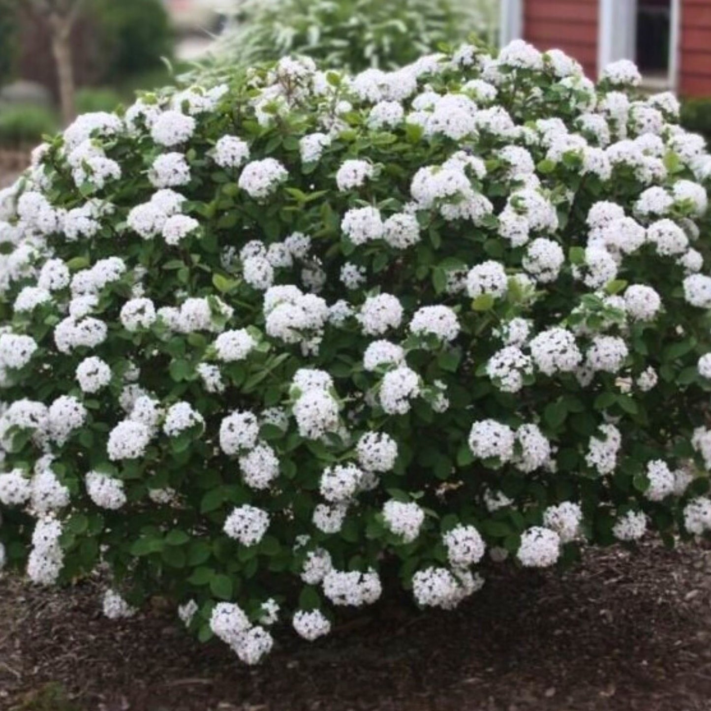 Korean Spice Viburnum Bare Root Plant 18+ Inches Fragrant White Flowers Viburnum carlesii