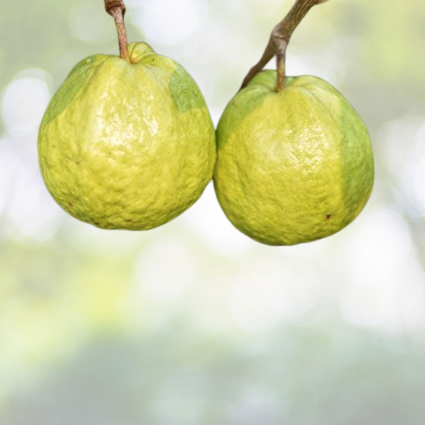 Lemon Guava Seeds - 20+ Seeds - Psidium guajava - Tropical Fruit Plant