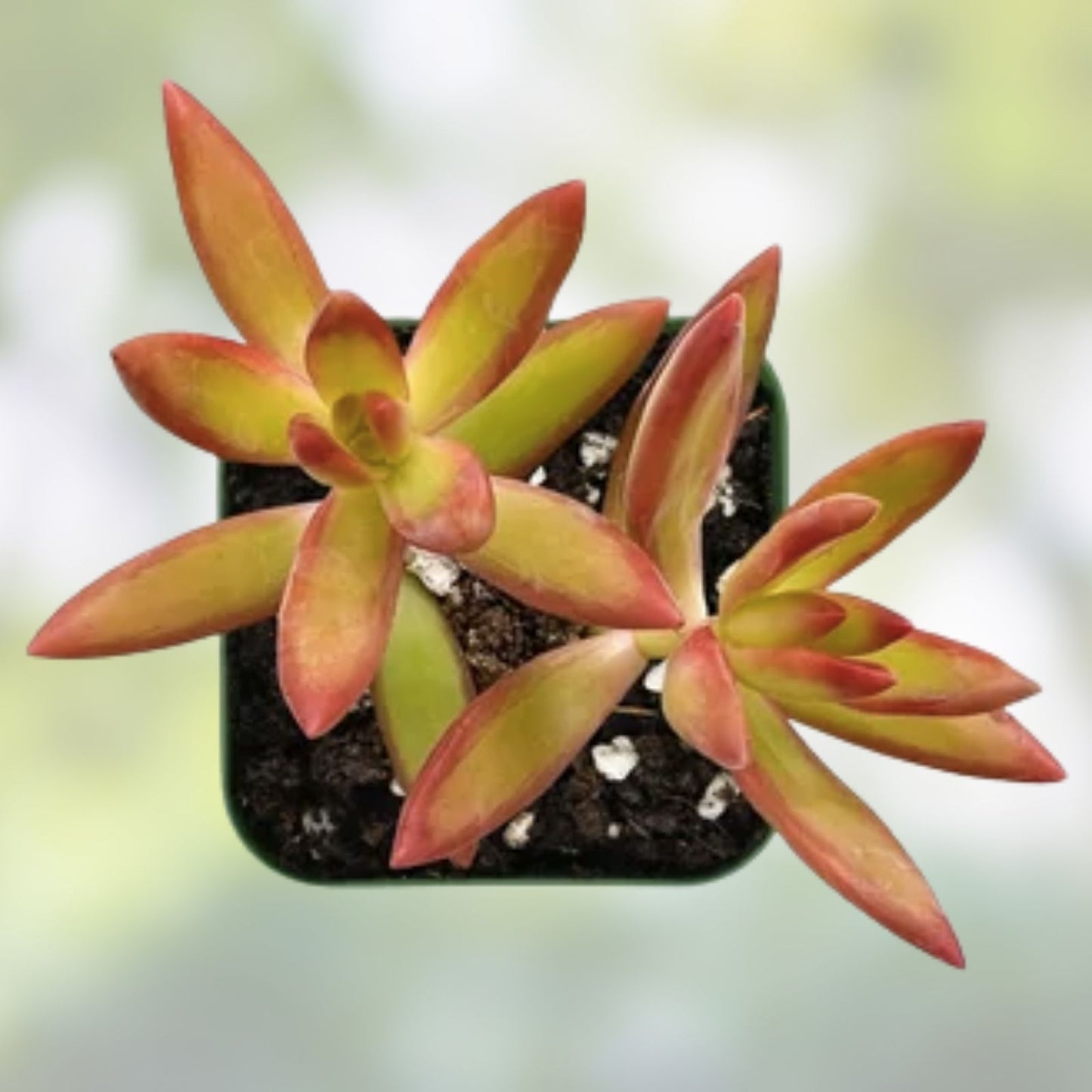 Austrocylindropuntia Verschaffeltii Cactus Succulent Plant - 2 Inch Drought-Tolerant Houseplant, Garden Decor