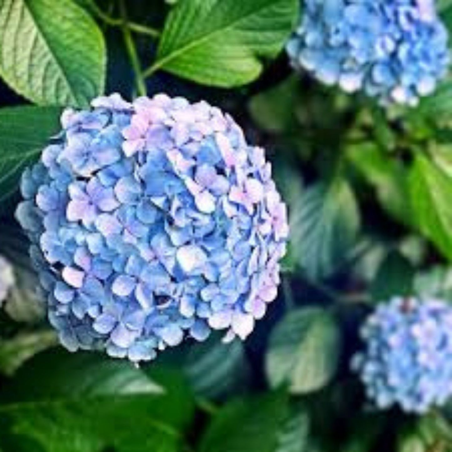 Penny Mac Hydrangea Live Plant - 6 Inch Bare Root - Reblooming Shade Hardy Hydrangea macrophylla - Zones 5-9