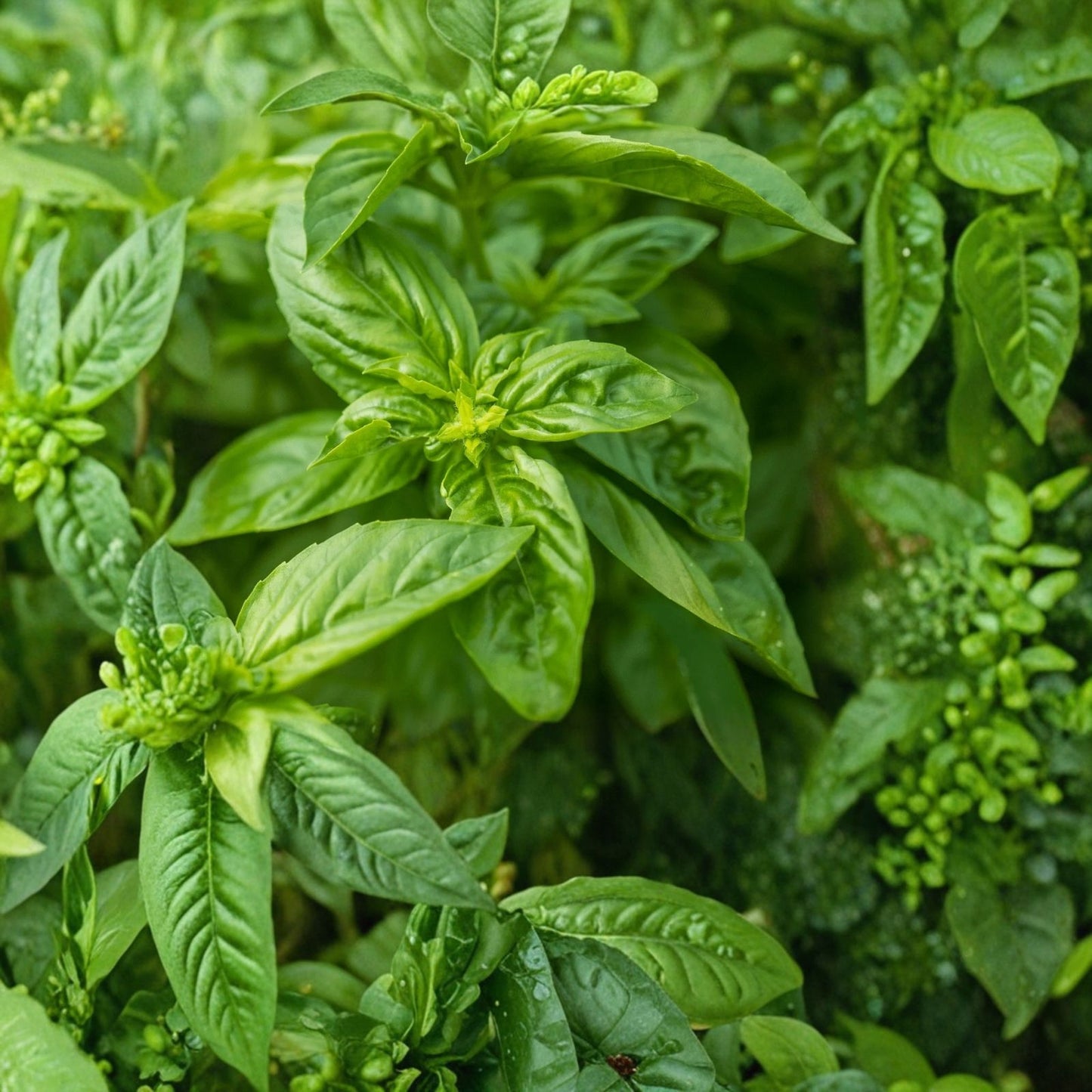 Sweet Pepper Seeds 100 Count Pompeii Red Capsicum Annuum Italian Frying Thin Skinned Heavy Yields
