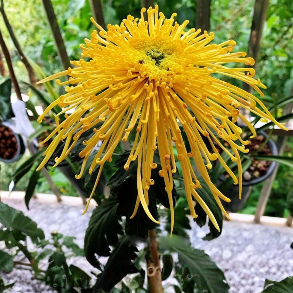 Chrysanthemum Seeds 200+ Golden Tide Mum Annual Flower Seeds Garden Chrysanthemum morifolium