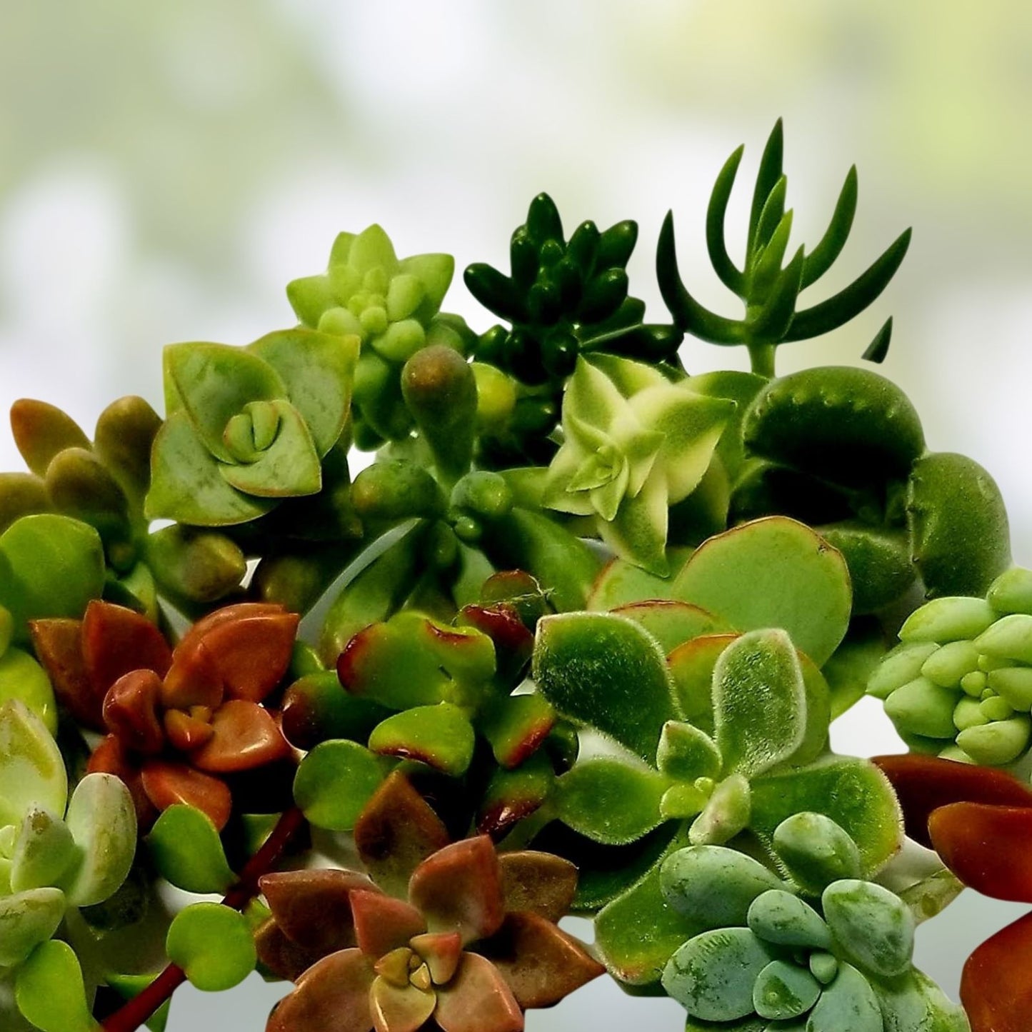 Rooted Plant Cuttings 15 Assorted Varieties for Gardening, Propagation & Home Decor - Plant Lover Gift