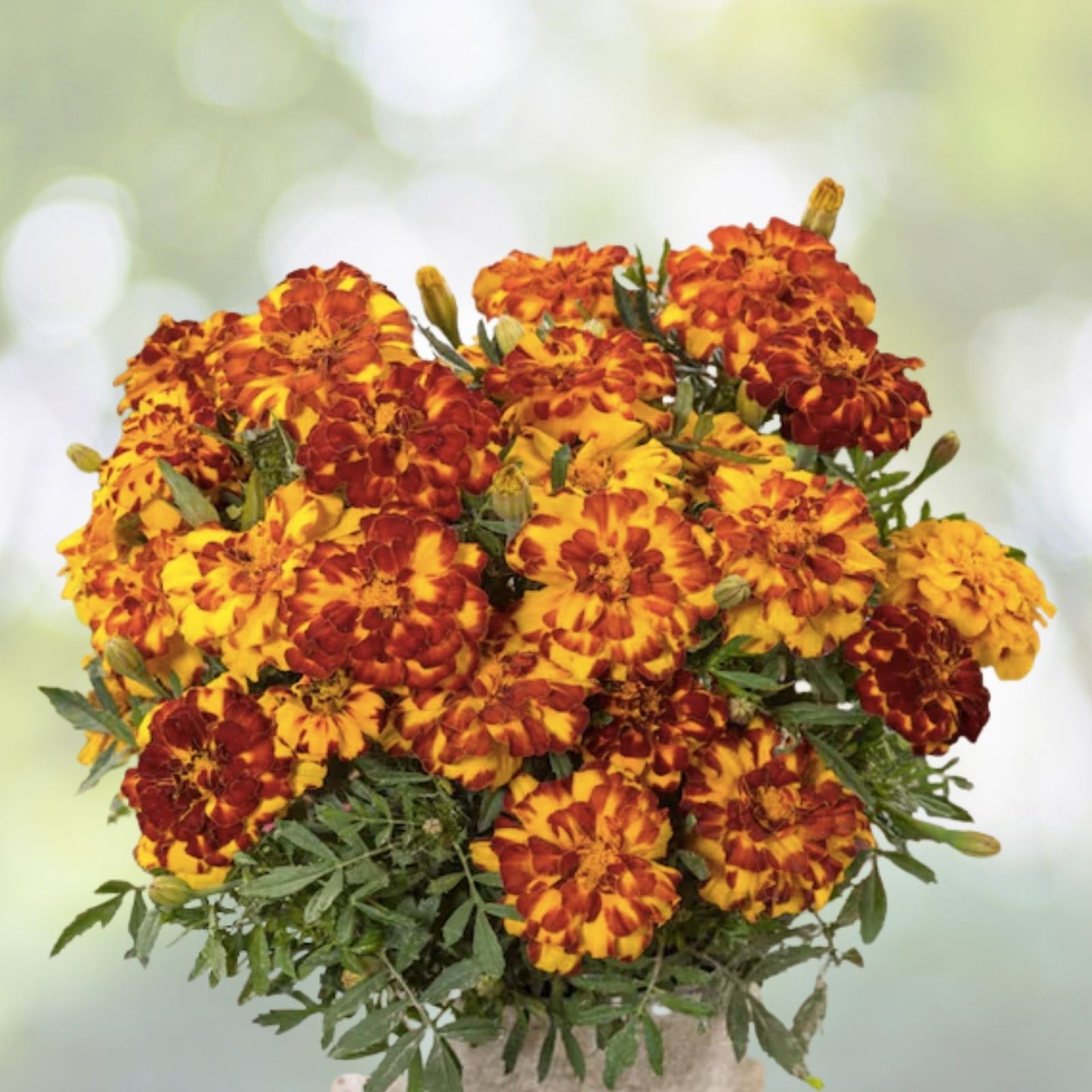 French Marigold Seeds - Tagetes Patula Durango - 20 Pack - Vibrant Annual Flowers - Free Shipping