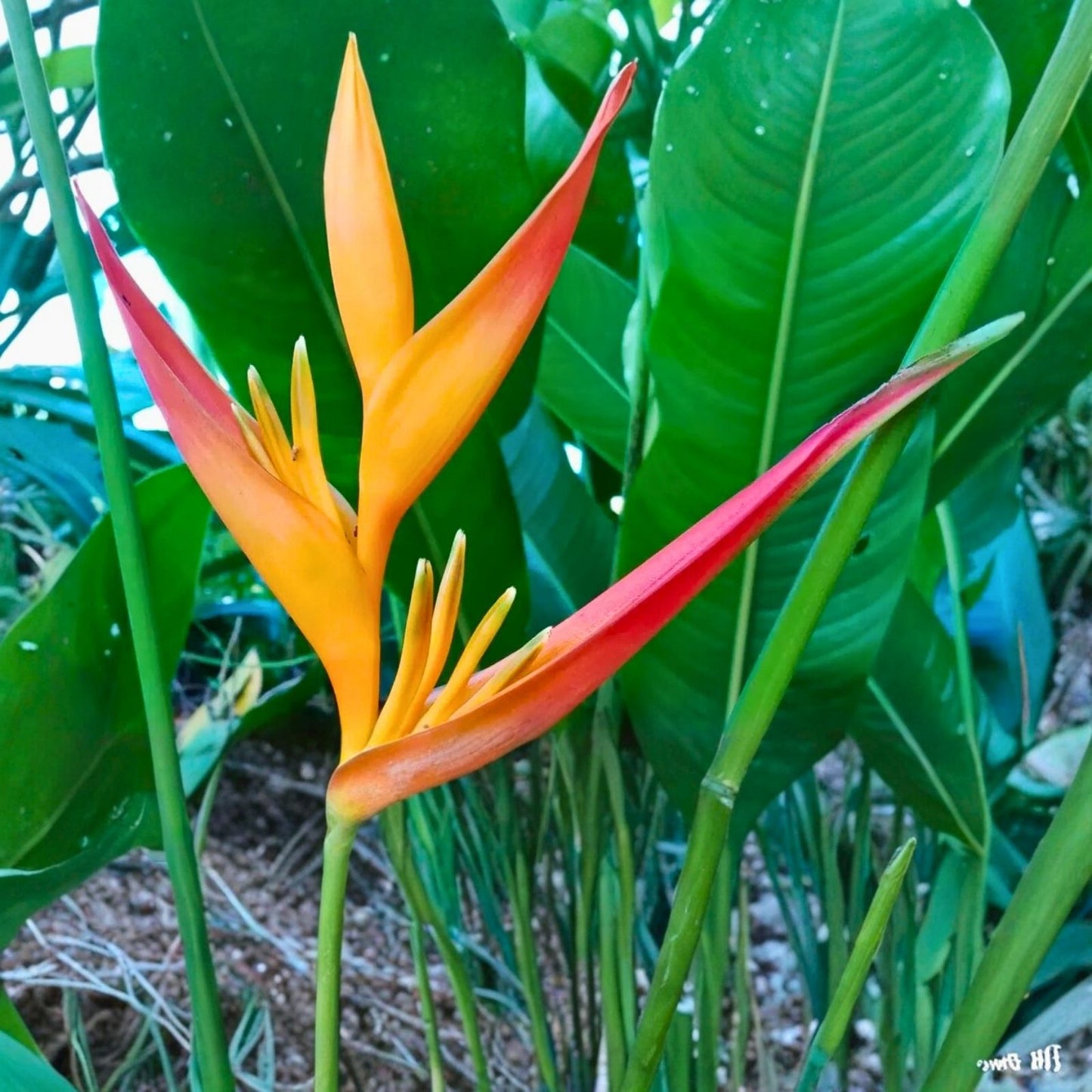 Orange Heliconia Rhizomes - Fast Growing Tropical Plants, Psittacorum x spathocircinata, Ideal for Borders, 2 Count
