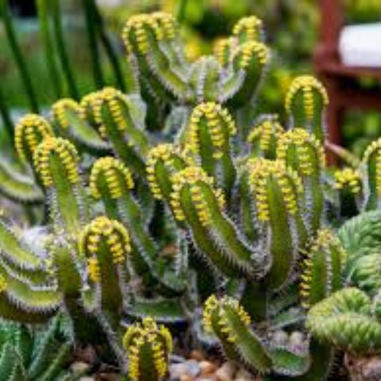 Euphorbia lupulina Cuttings 4 Inch - Easy to Root Brazilian Succulent Plant - Unique Cactus Alternative