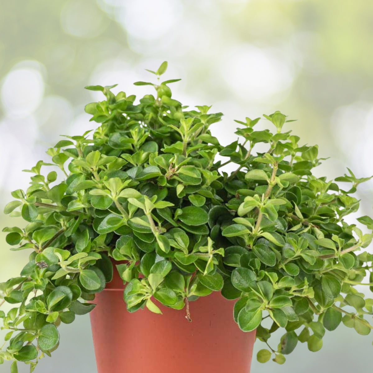 Trailing Jade Plant 6" Pot Live Indoor Houseplant Peperomia rotundifolia Green Leaves Succulent for Home Office Decor