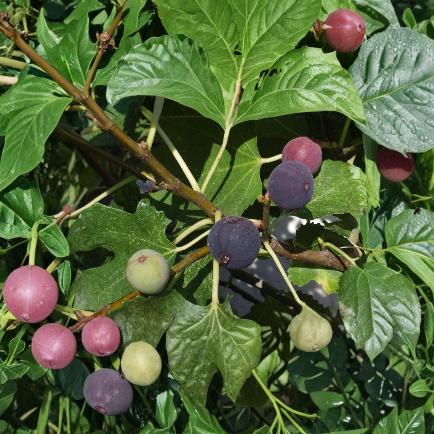 Kathleen's Black Fig Live Starter Plant - 4 Inches - Ficus carica Edible Fruit Tree for Indoor and Outdoor Gardening