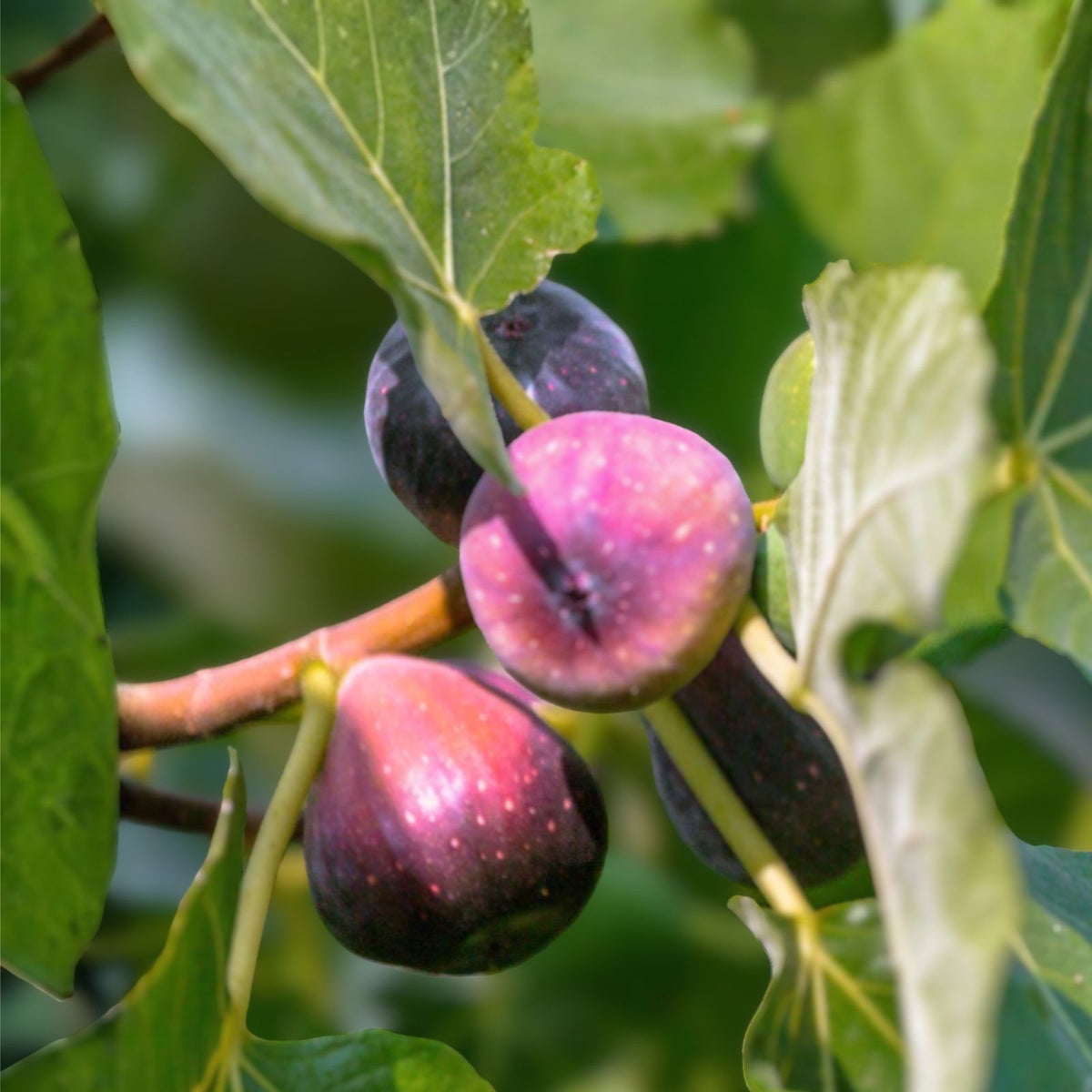 Fresh Cut Fig Plant Cuttings - LSU Purple - Ficus carica - Three Healthy Live Cuttings