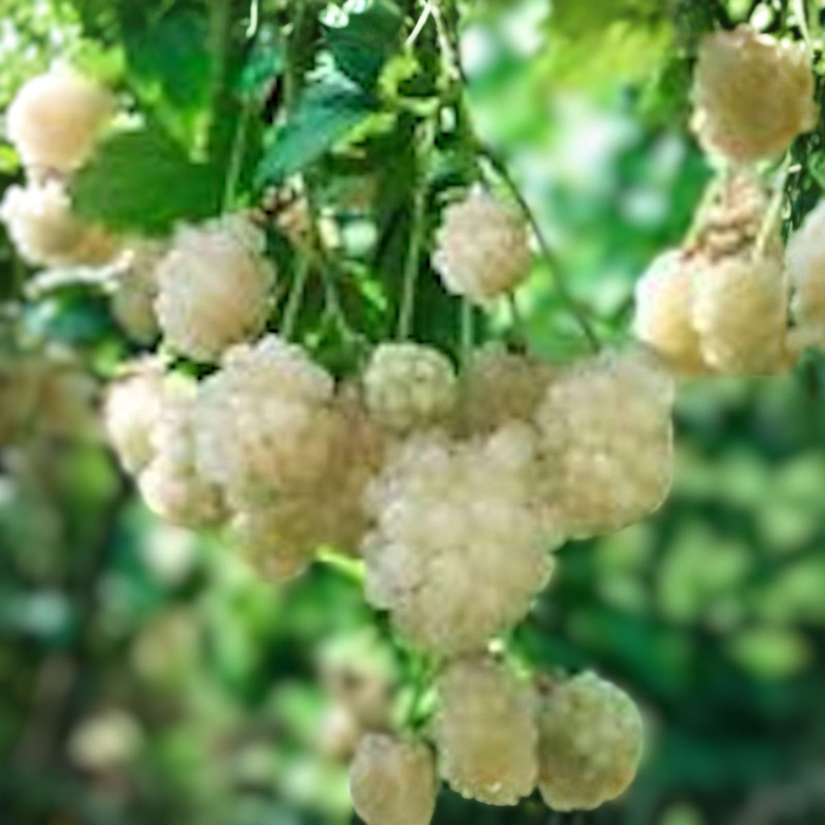 Snowbank Blackberry Plants - 5 Bare Root Starter Plants, Edible Fruit, Rubus, Thorny Variety, Unique White Berries, Zones 5-9