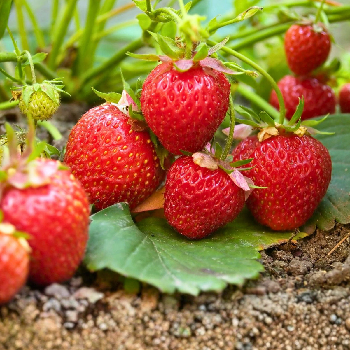 Strawberry Plants 6-Pack Ozark Everbearing Bareroots Large Sweet Fruit (Fragaria × ananassa) Live Outdoor Planting