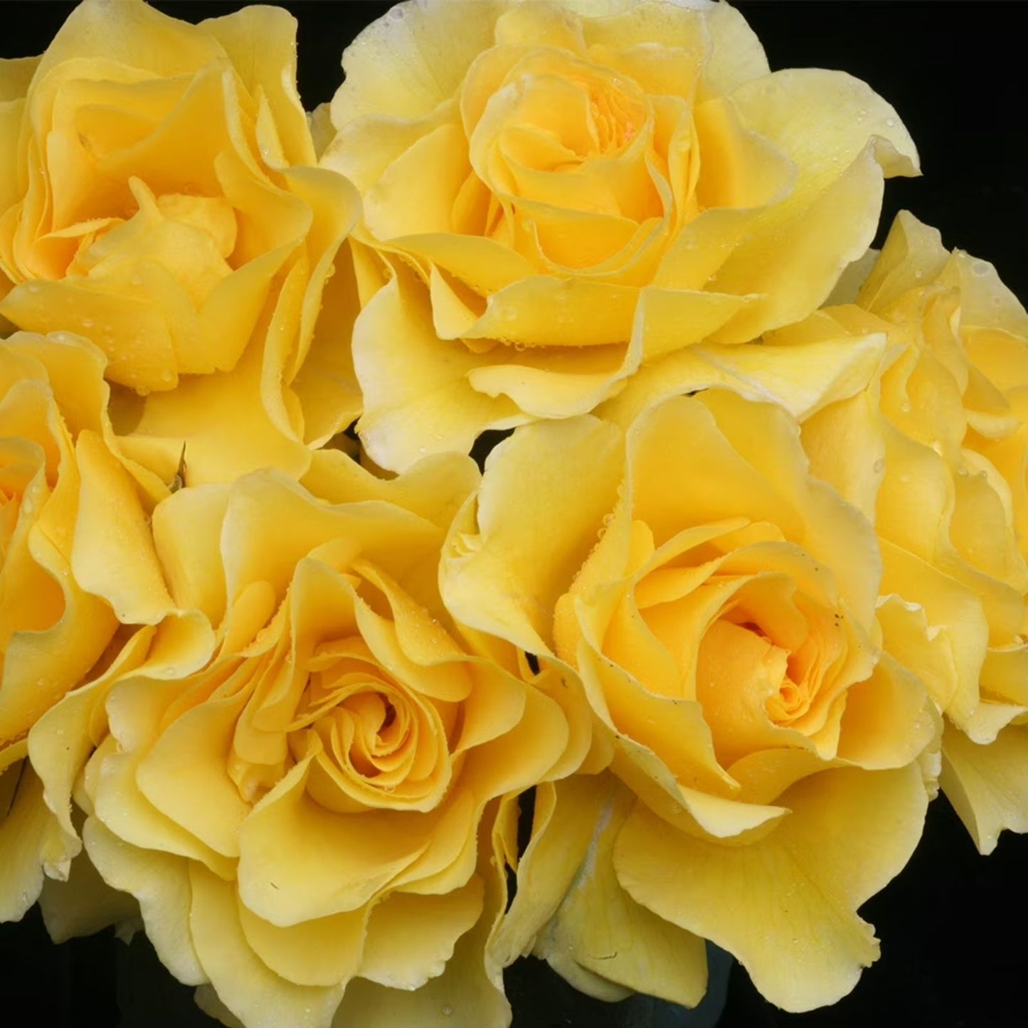 Sunsprite Rose Bush Live Plant – 1-2 Ft Golden Yellow Floribunda, Fragrant Shrub, AARS Award Winner, KORresia 1973