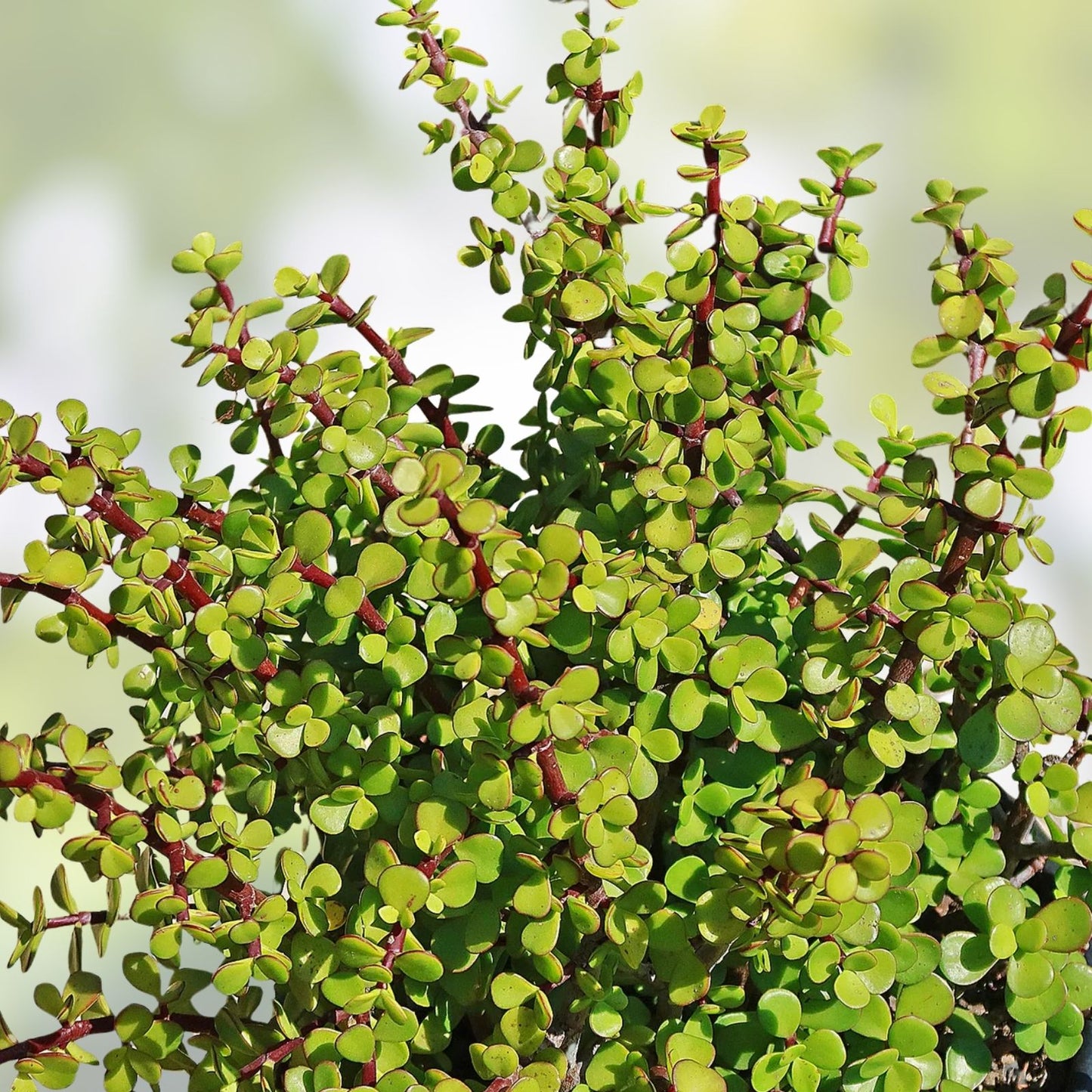 Elephant Bush Cuttings 20 Red Stem Portulacaria afra Succulents for Propagation, Easy Care, Drought Tolerant, Indoor & Outdoor Plants