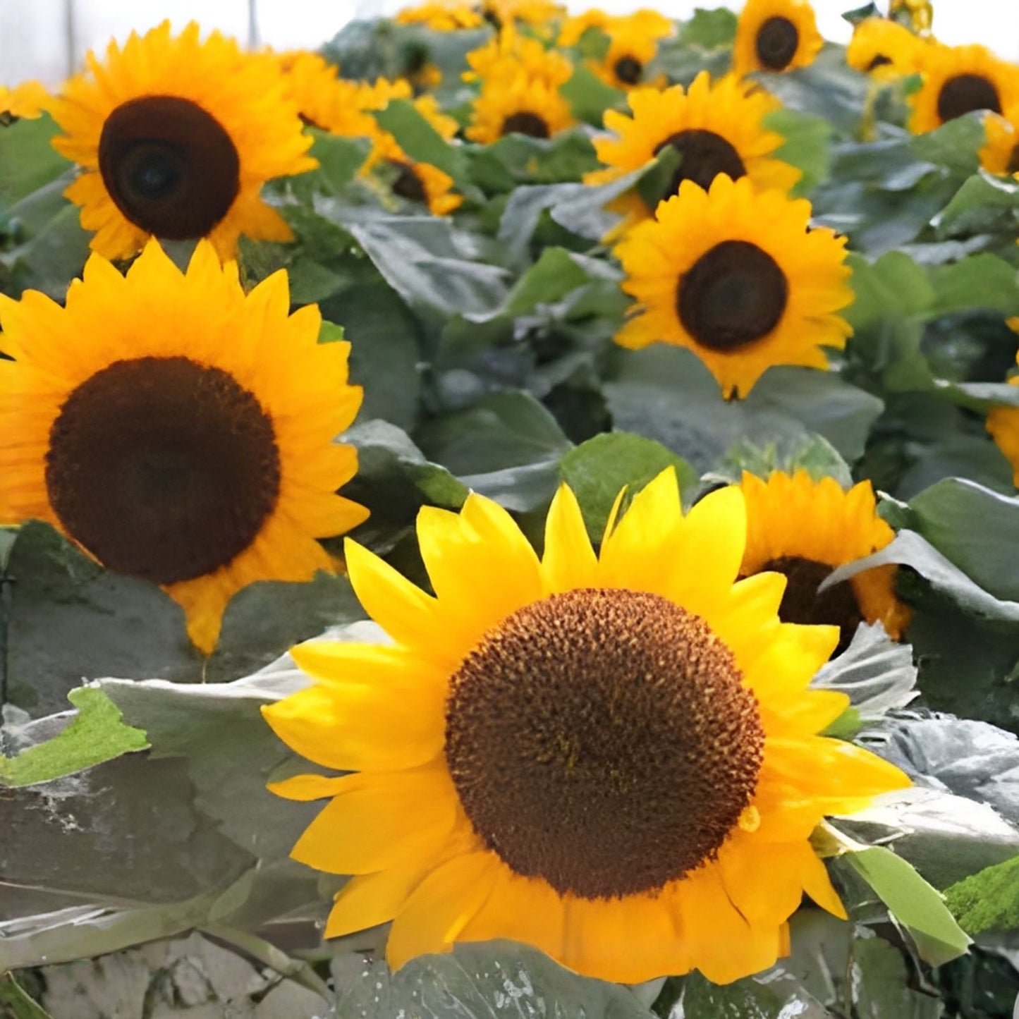 Sunspot Sunflower Seeds 30g Heirloom Non-GMO Flower Seeds Helianthus annuus for Garden Planting