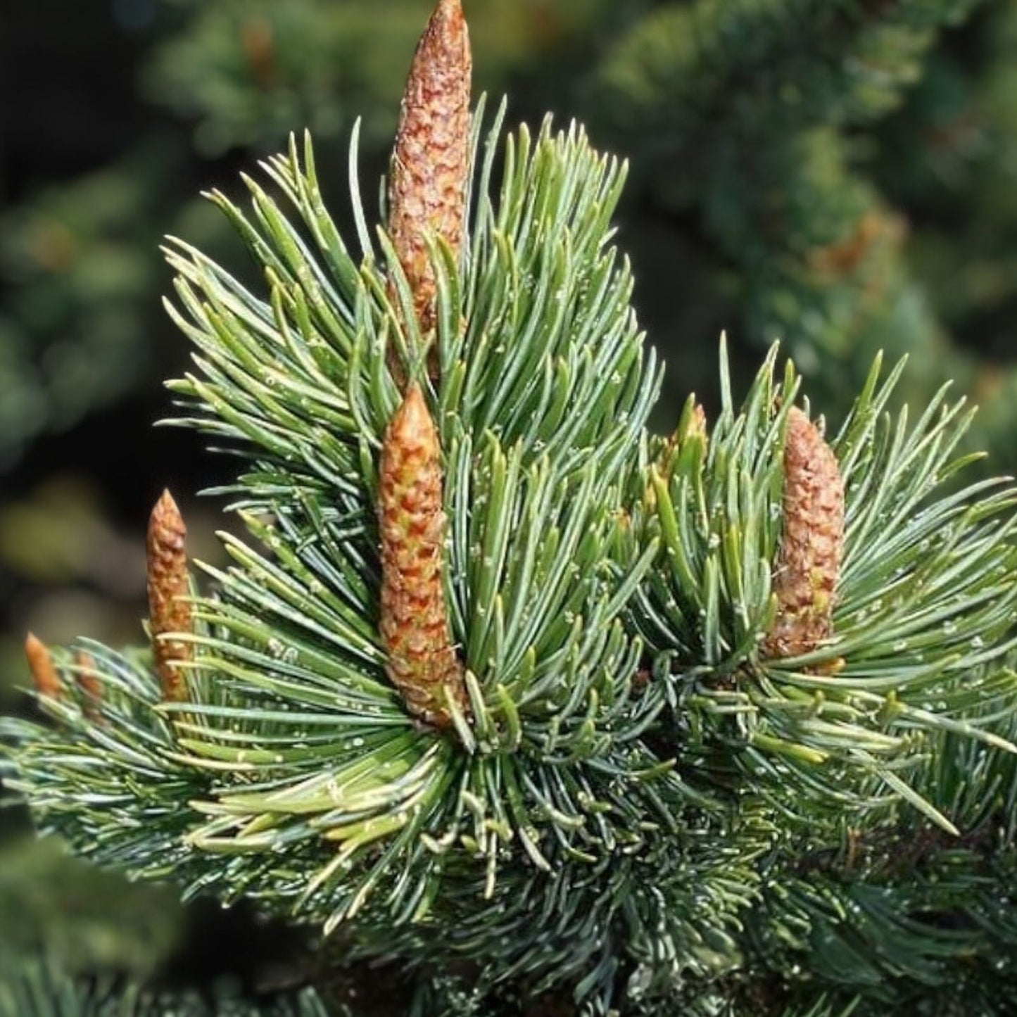Bristlecone Pine Tree Seeds 30 Pack, Drought-Tolerant Hardy Conifer, Pinus aristata, Planting Seeds for Garden and Landscaping