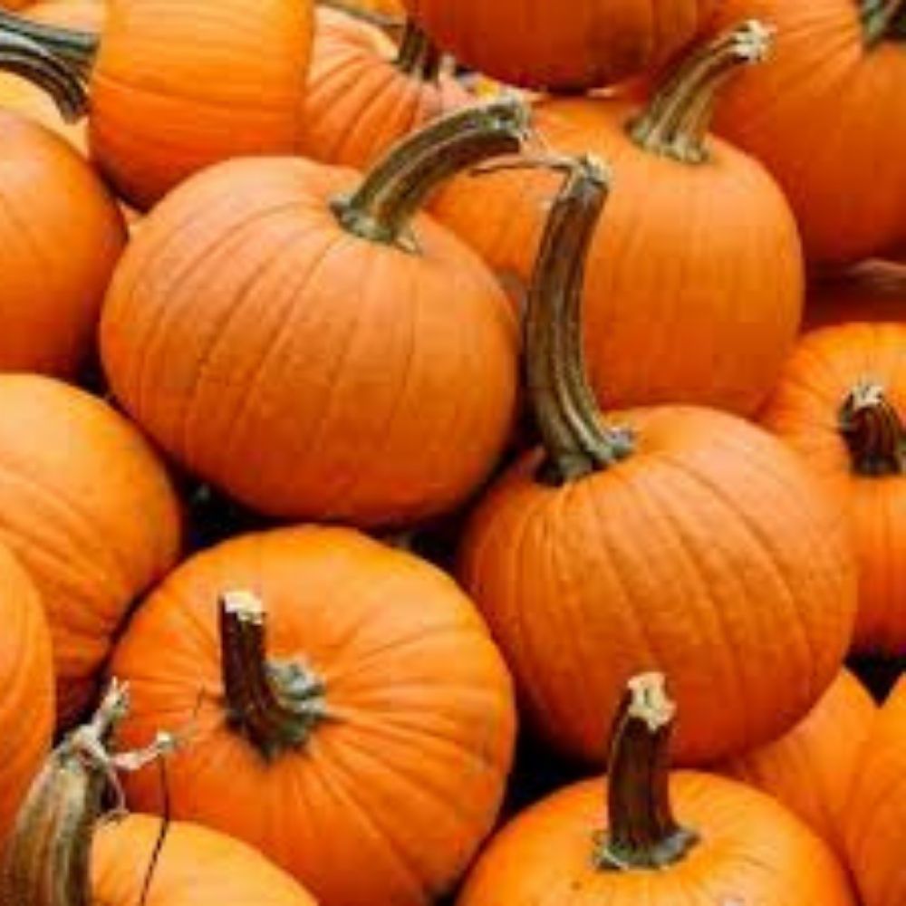 Organic Peanut Pumpkin Seeds 10 Pack USA Grown Cucurbita pepo Heirloom Non-GMO