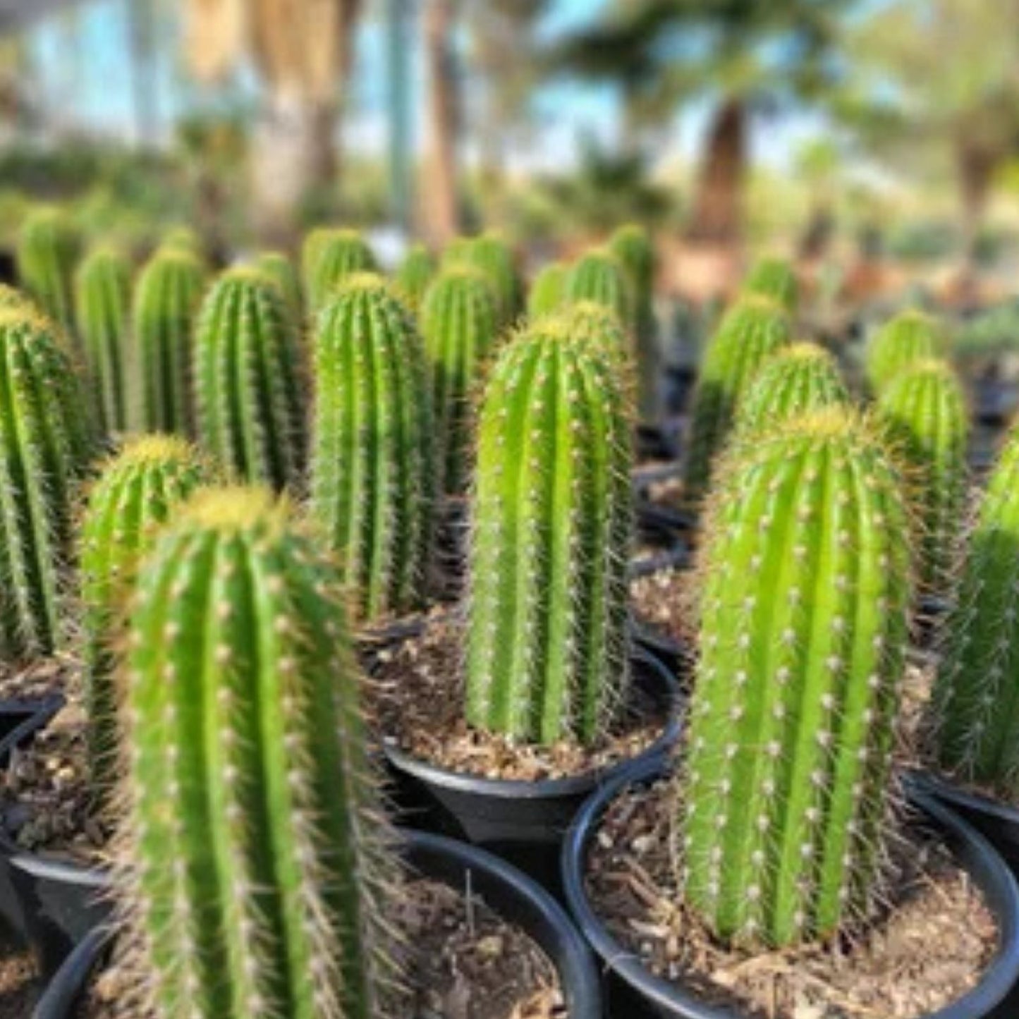 12" Echinopsis Spachiana Golden Torch Cactus Cutting - Succulent Houseplant, Indoor Garden Decor, Low Maintenance Plant