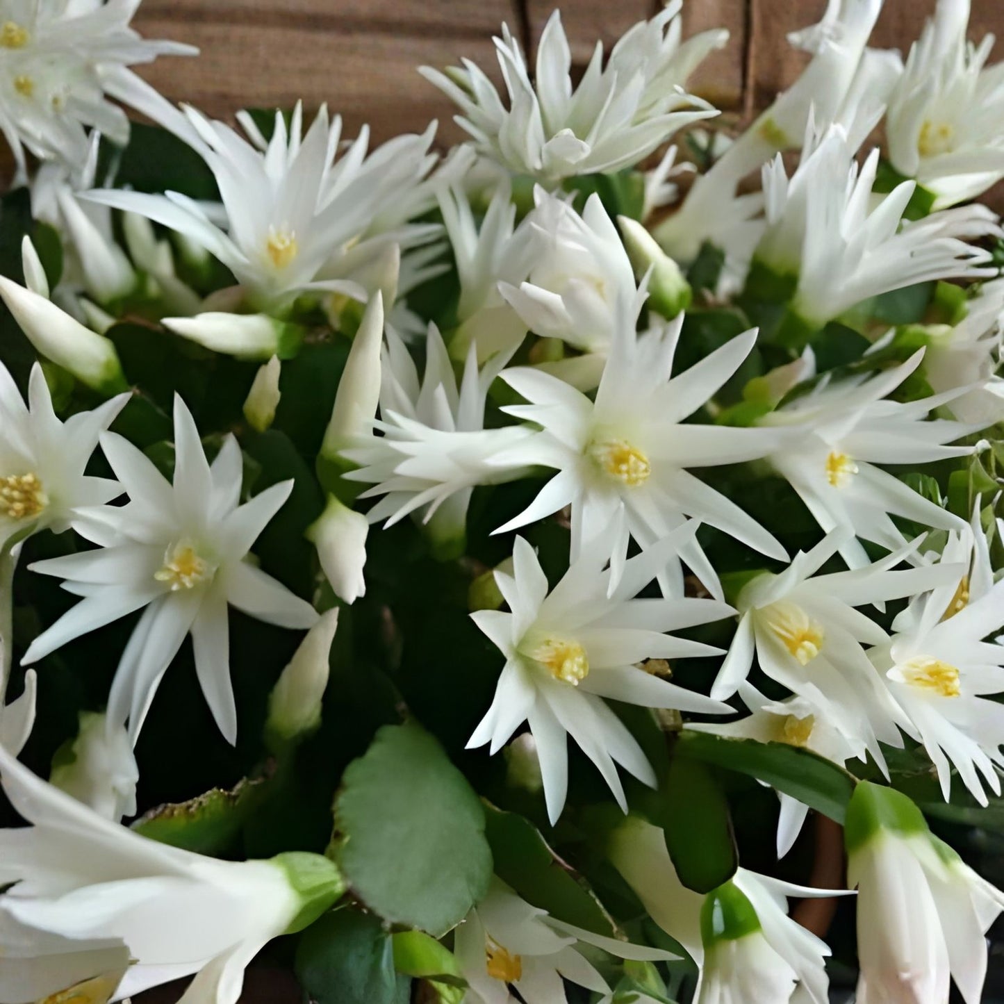 Easter Cactus Cuttings 3 Rhipsalidopsis Hatiora Rare Succulent Propagation Starter