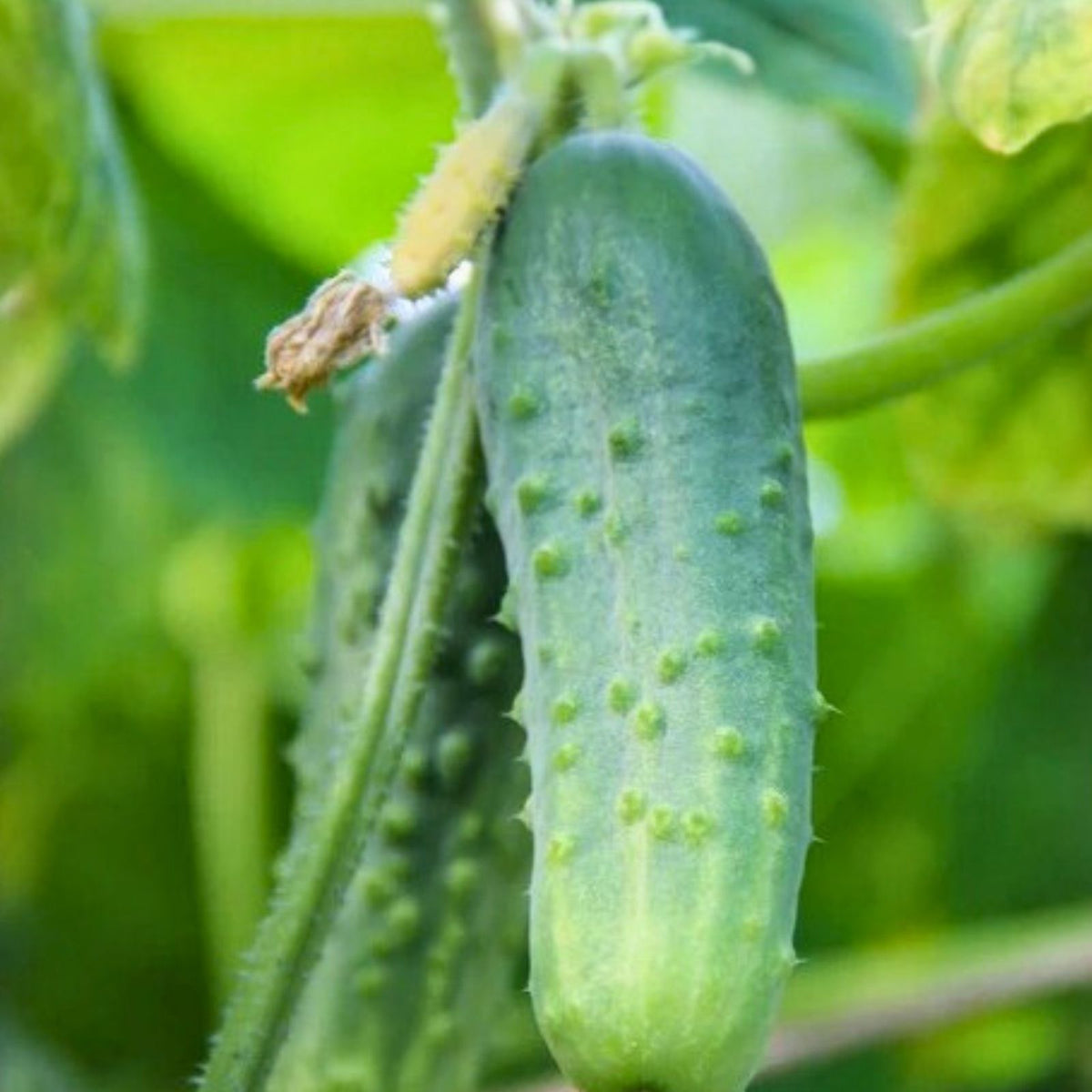 Non-GMO Okra Seeds 100 Heirloom Perkins Long Pod Organic Vegetable Seeds Abelmoschus esculentus for Gardening