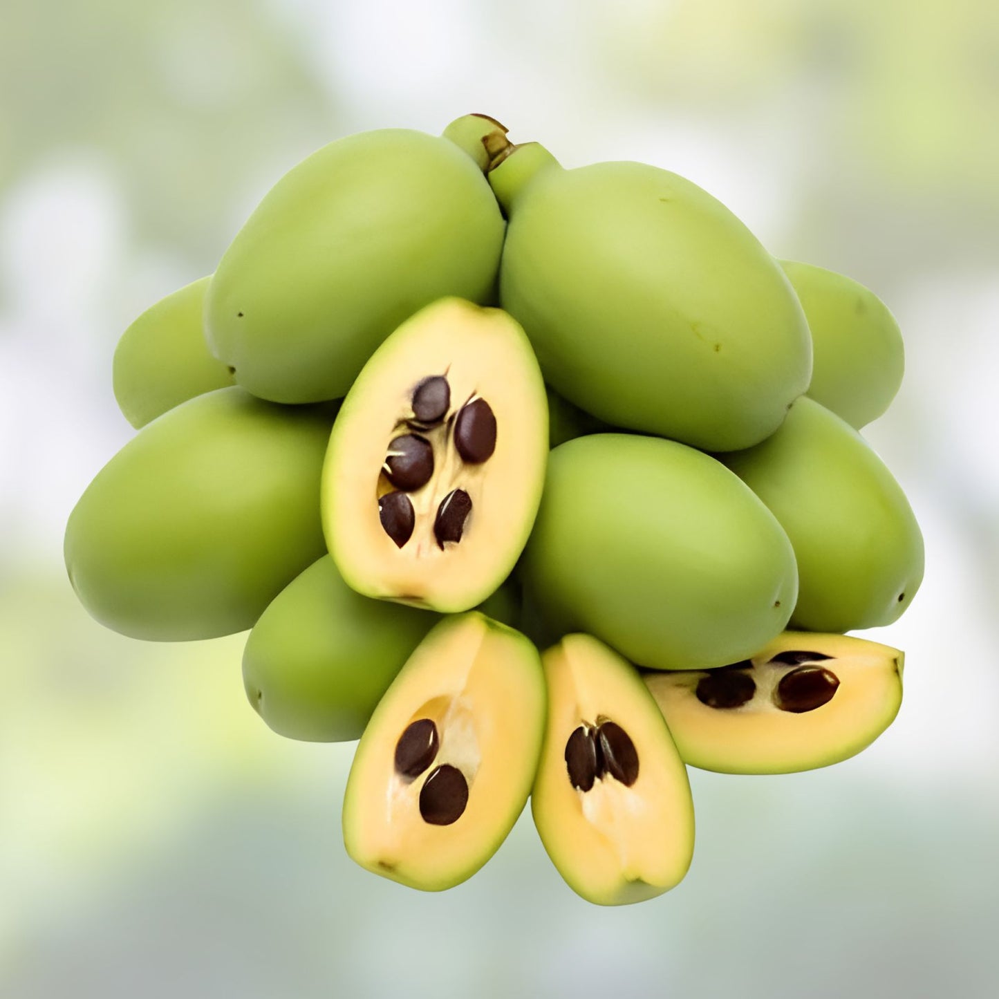 Paw Paw Tree Seeds 6 Pack - Organic Asimina triloba Fruit Seeds for Planting, Edible Native Tree