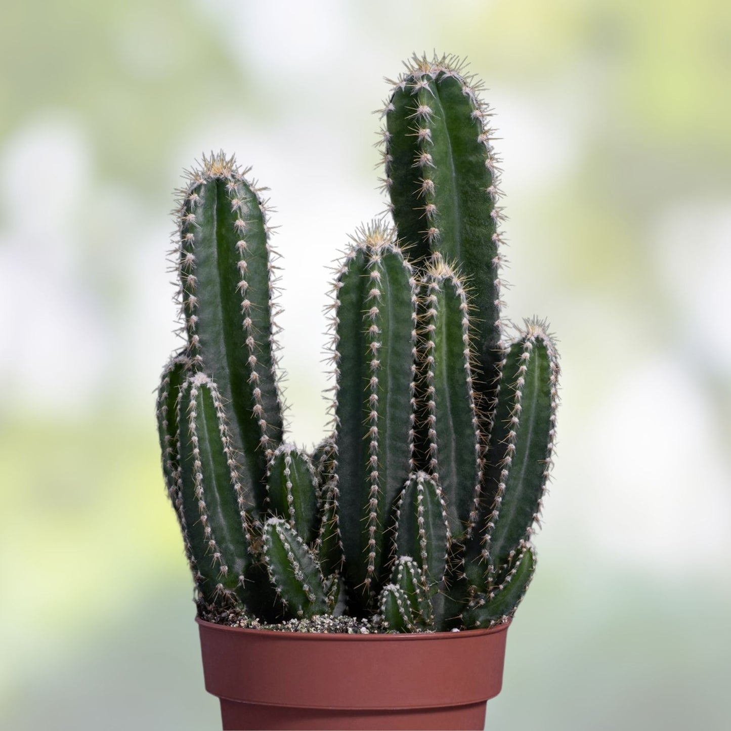 Cereus Werdemannianus Cactus Indoor Plant 17" - Unique Columnar Succulent for Home Decor