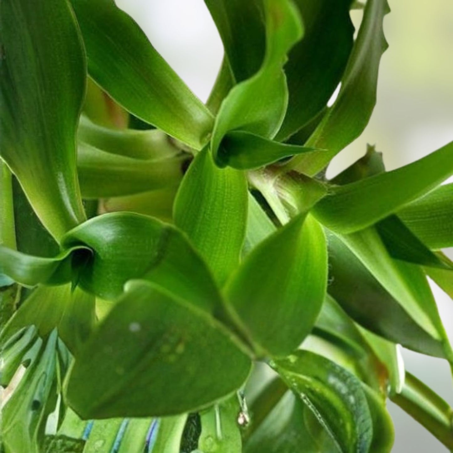 Callisia Fragrans "Family Doctor" Indoor Houseplant - Easy Care Basket Chain Wandering Jew
