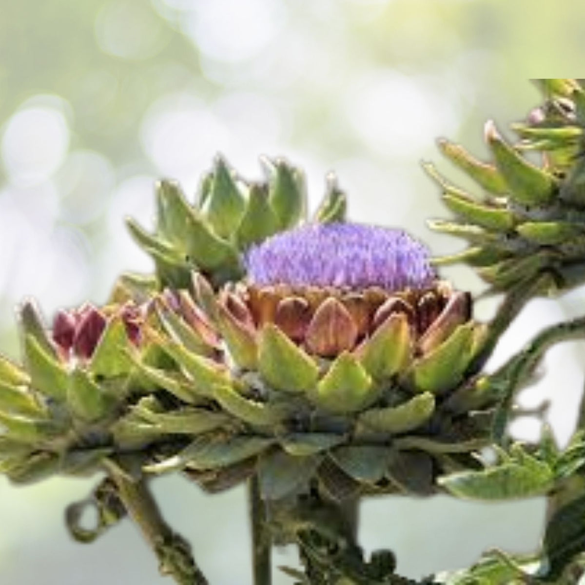 Green Globe Artichoke Seeds | Heirloom NON-GMO | Organic Vegetable Garden Seeds | Cynara scolymus