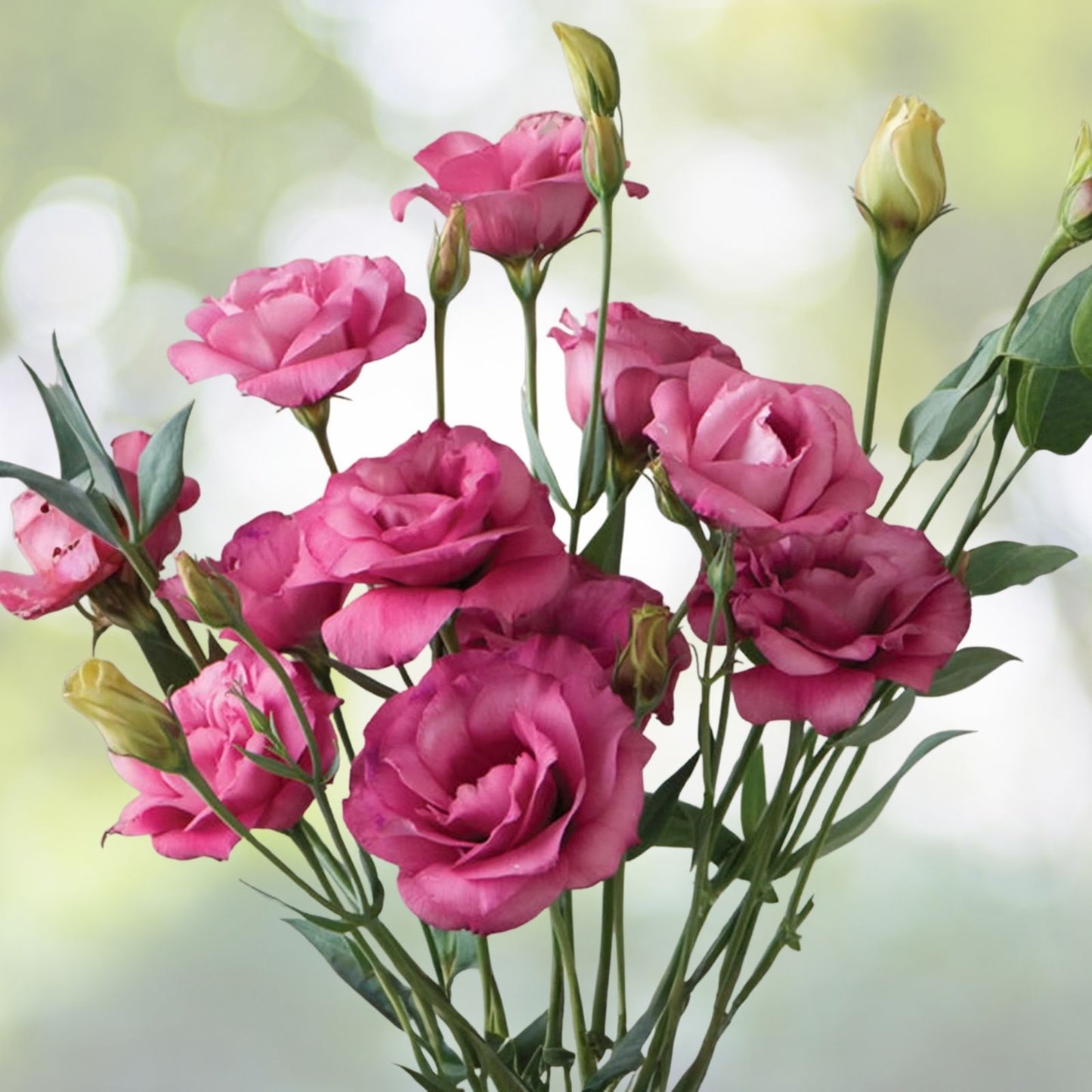 Lisianthus Seeds 125-5000 Cherry Equinox Variety Non-GMO Heirloom Eustoma grandiflorum