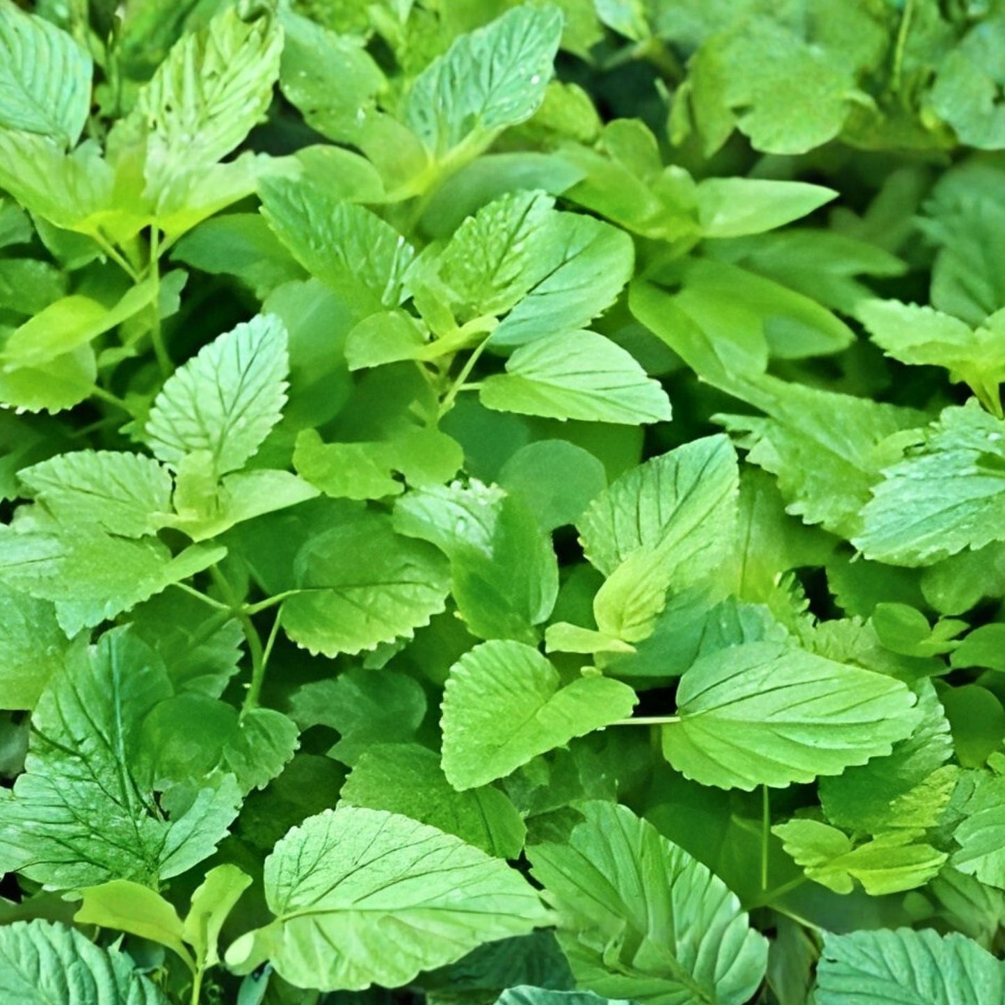 Lemon Balm Mint Live Plants Set of 3, Melissa officinalis, Herbal Perennial Starter for Home Garden, Culinary and Medicinal Herb