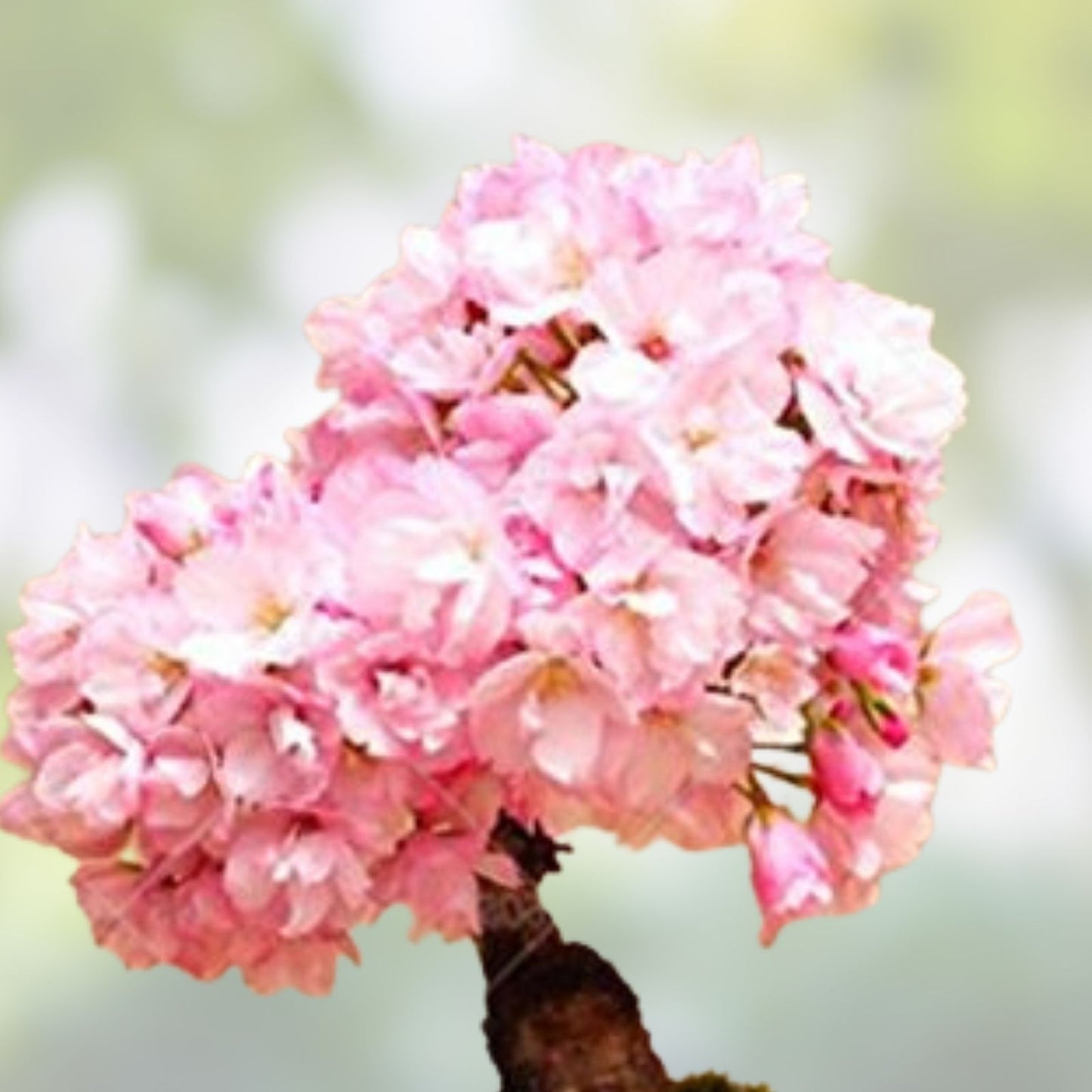 50+ Rare Cherry Blossom Seeds - Dwarf Pink Sakura Weeping Cherry (Prunus serrulata) for Planting, Ornamental Tree, Flowering Seeds