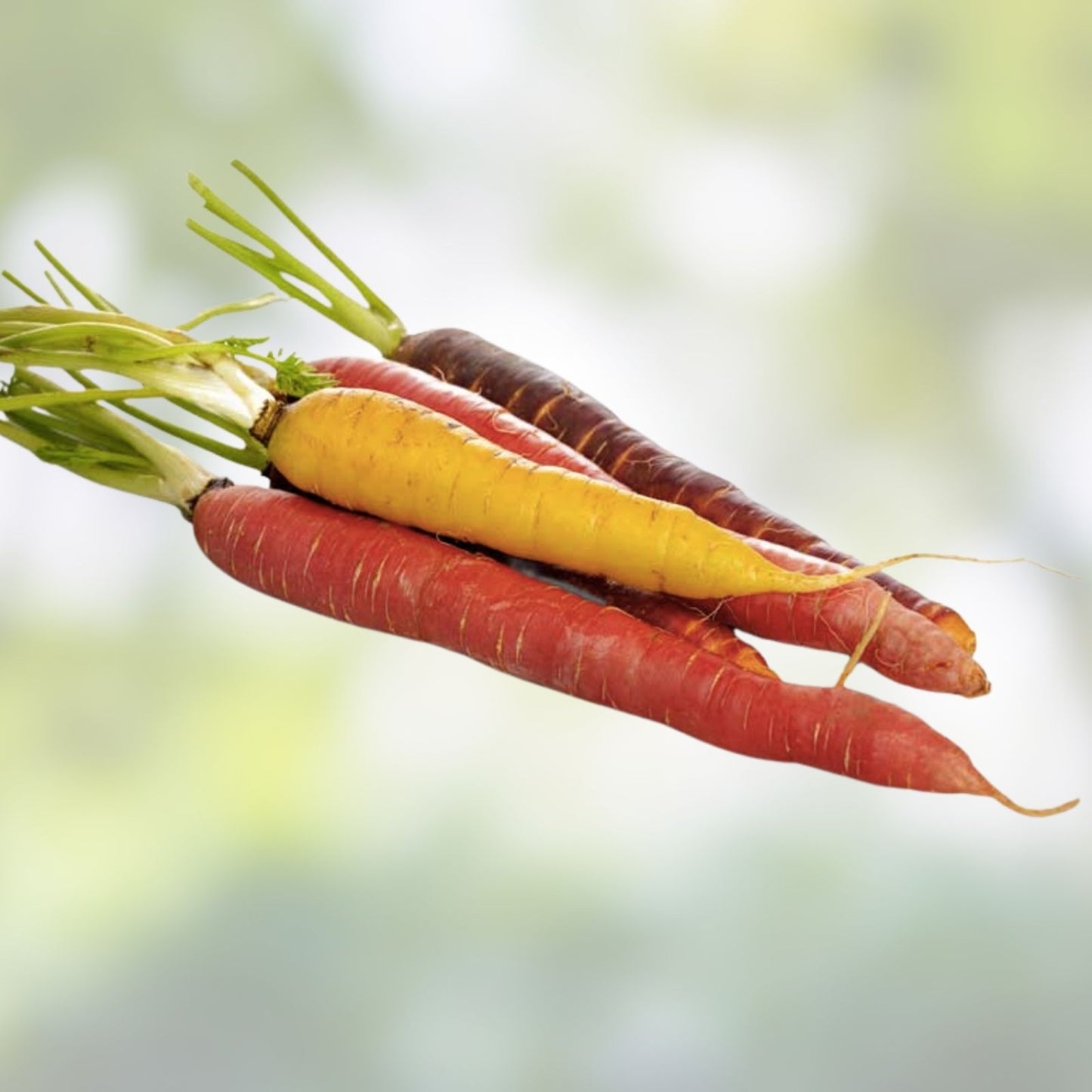 Rainbow Carrot Seeds for Planting | Non-GMO Heirloom Vegetable Seeds | 750 Count | Daucus carota