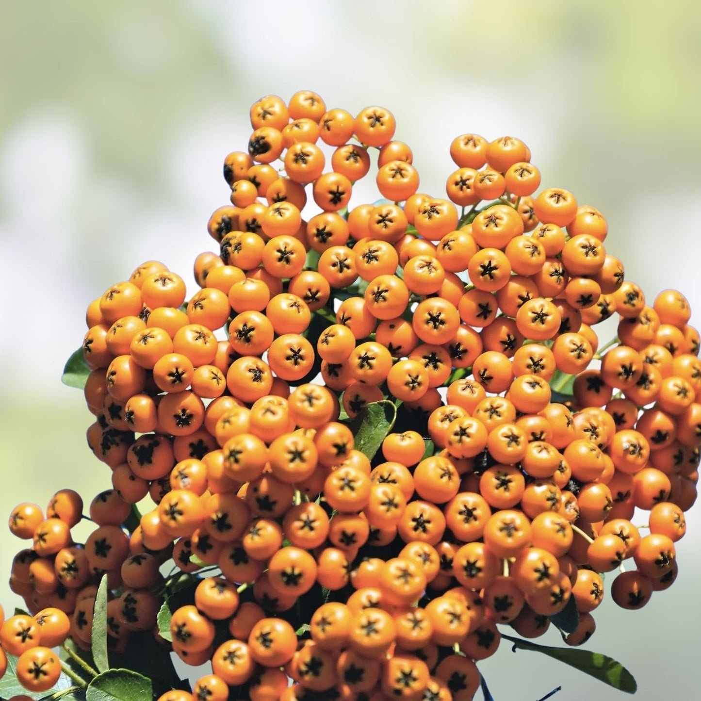 Seaberry Bush Seeds 100 Pack – Edible Hippophae rhamnoides, Sea Buckthorn Berry Plant, Organic Fruit Seeds